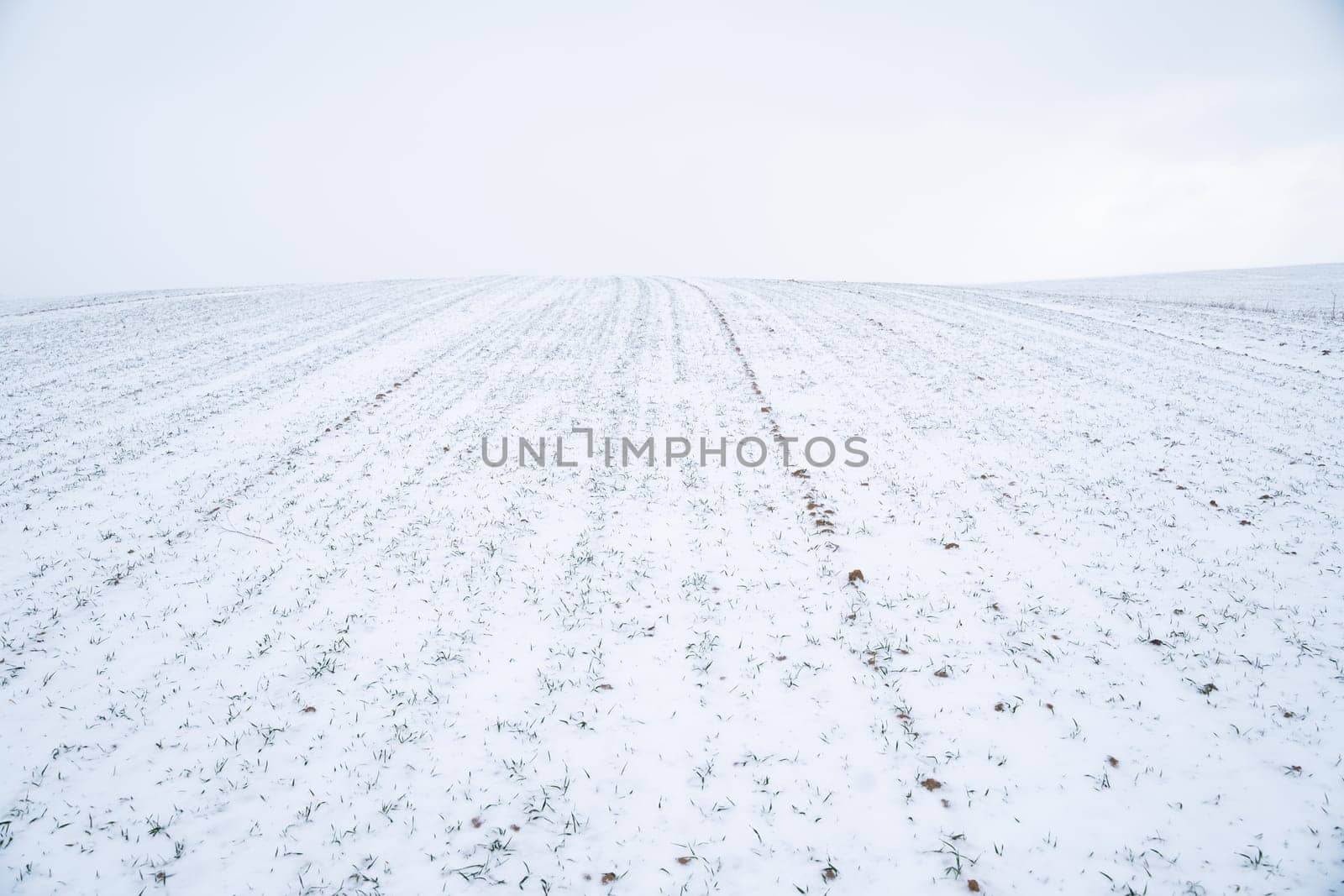Landscape of wheat field covered with snow in winter season. Agriculture process with a crop cultures. by vovsht