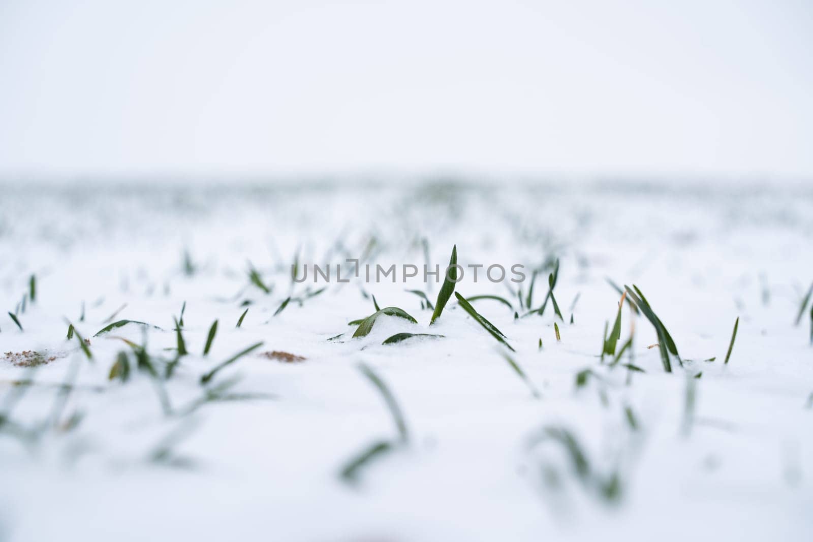 Sprouts of wheat under the snow in winter season. Growing grain crops in a cold season. Agriculture process with a crop cultures. by vovsht