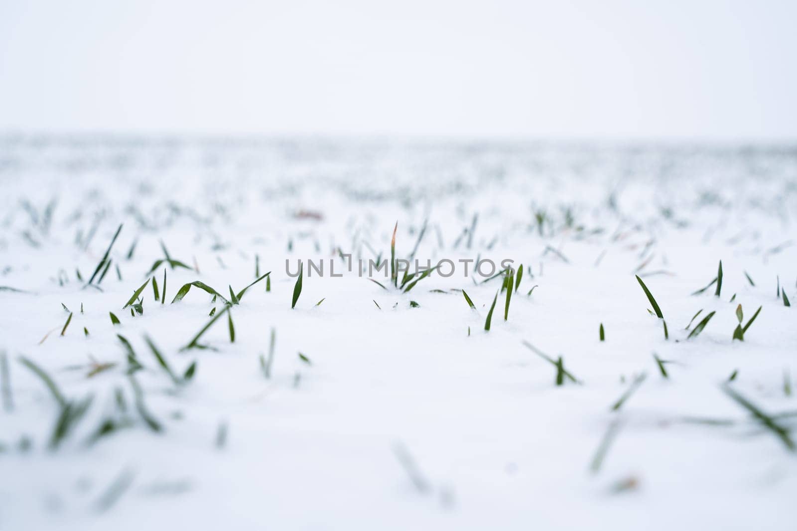 Sprouts of winter wheat on a agricultural field. Snow-covered green field of winter wheat. Green wheat covered by snow. by vovsht