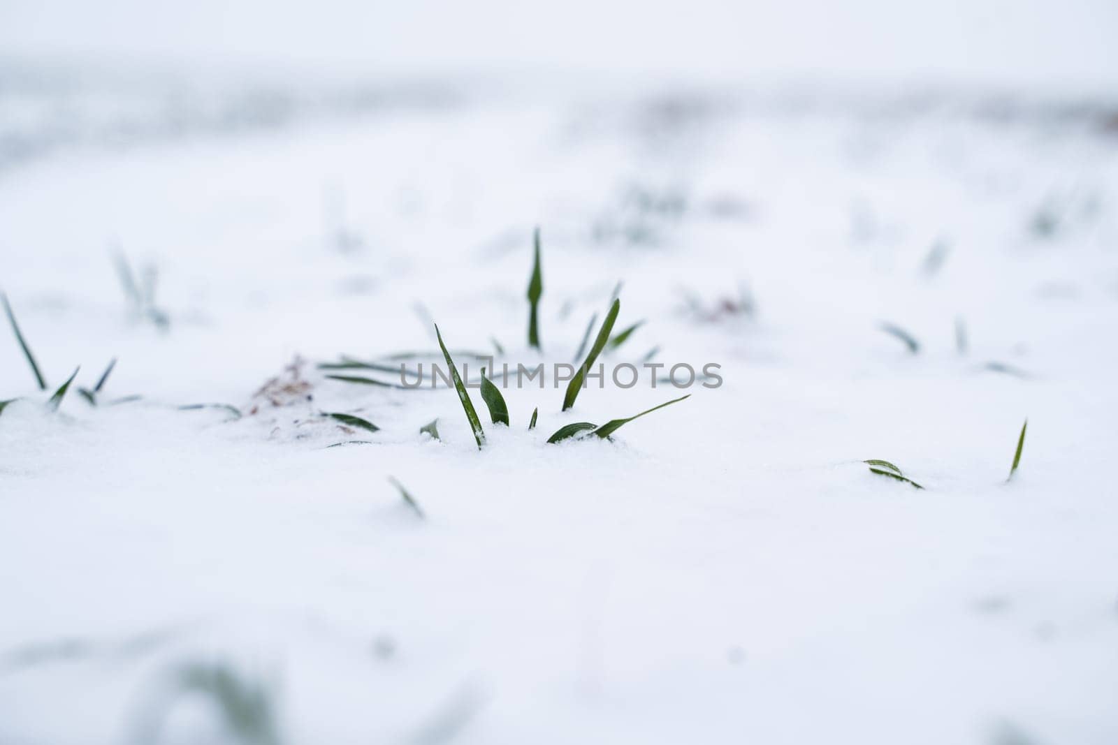 Sprouts of wheat under the snow in winter season. Growing grain crops in a cold season. Agriculture process with a crop cultures