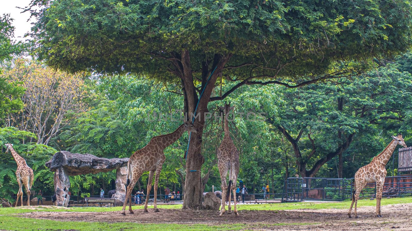 giraffe stands by bushes in sunshine nature green evironment travel