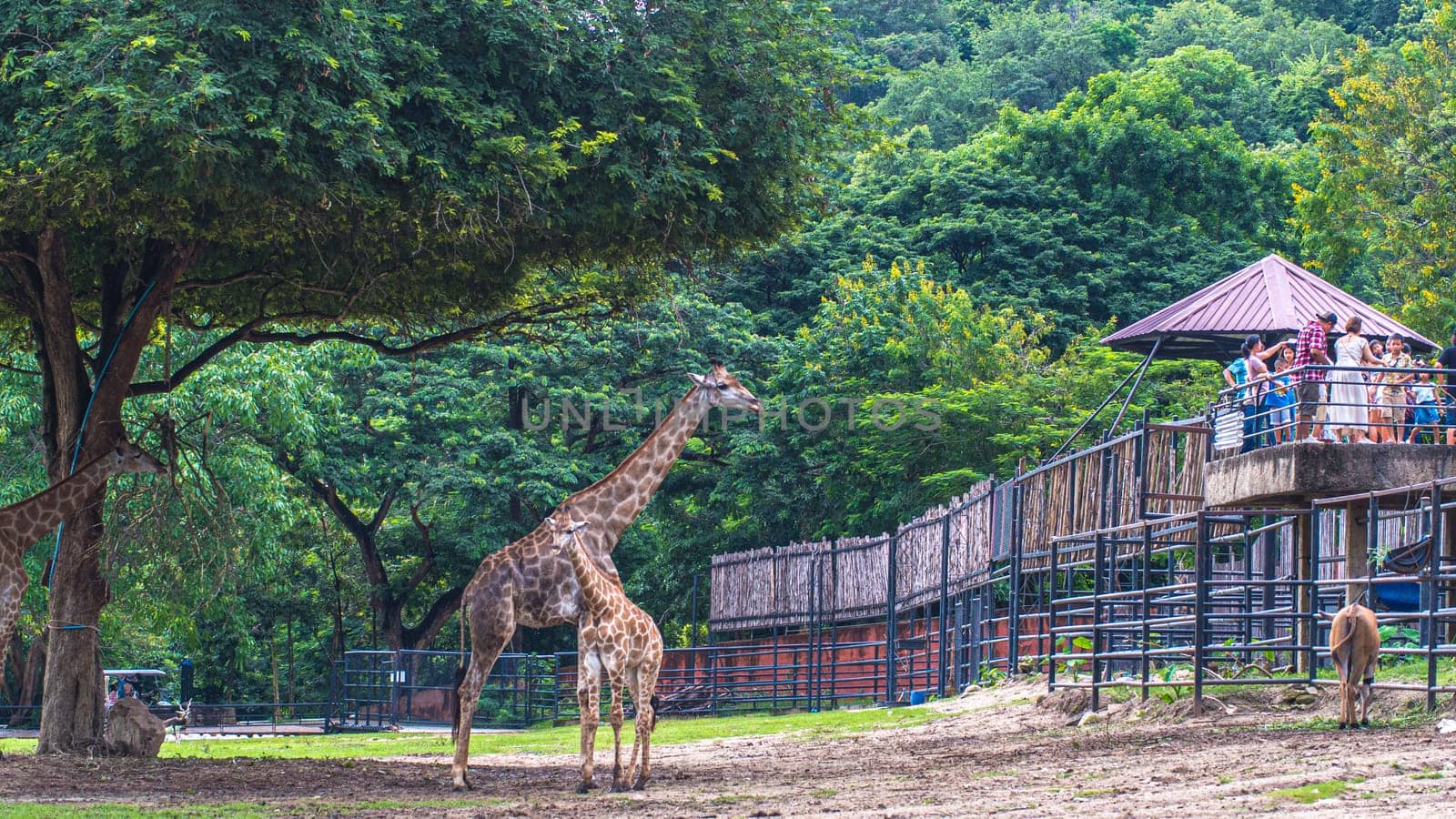 giraffe stands by bushes in sunshine nature green evironment travel