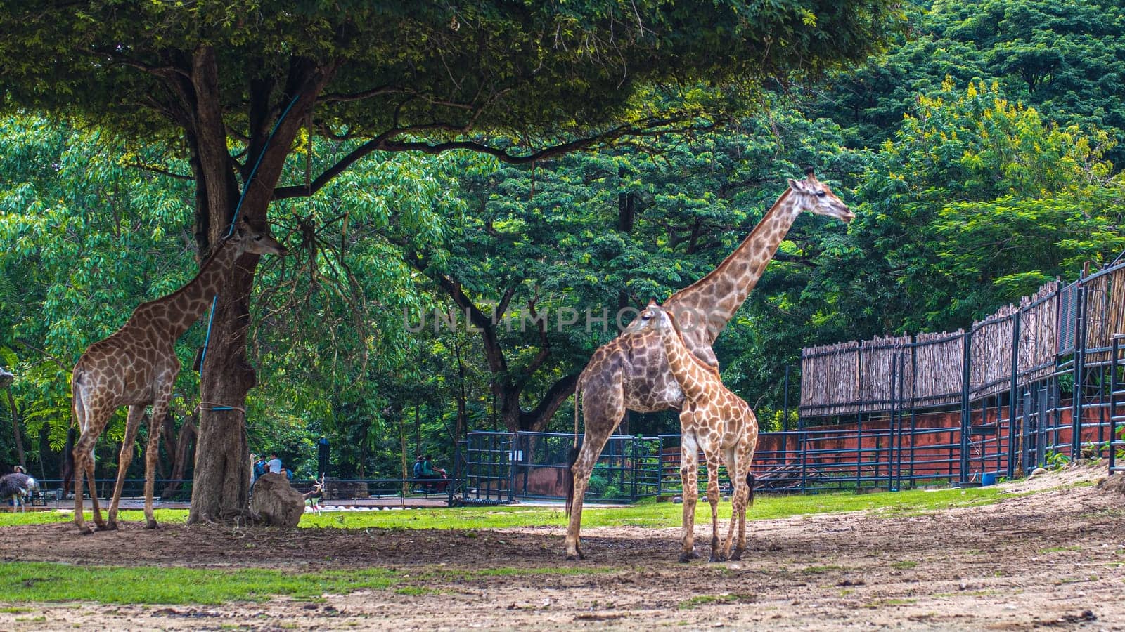 giraffe stands by bushes in sunshine nature green evironment travel