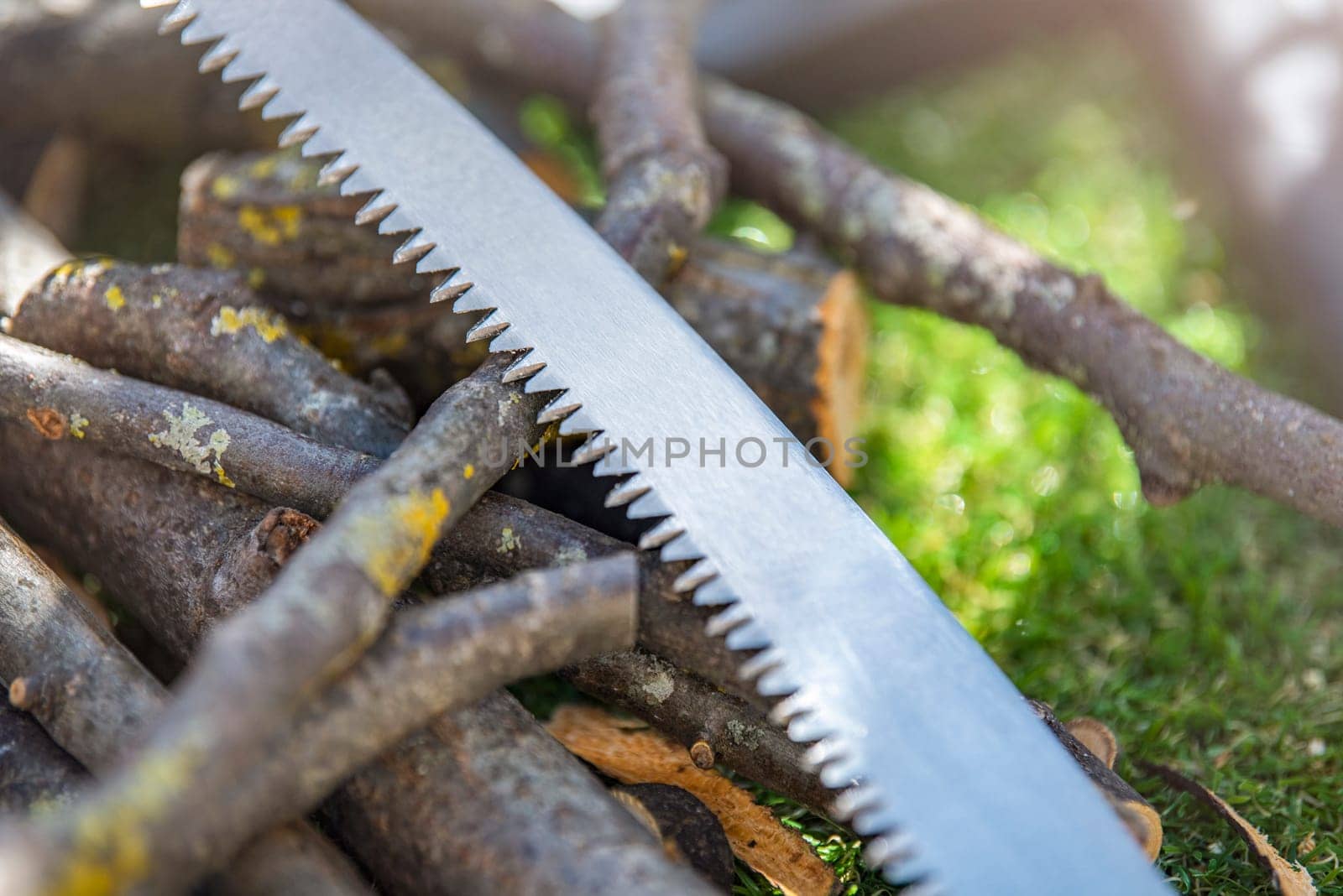 Branch pruning, branch saw on trees close-up with copy space. Pieces of branches on green grass as a concept of garden and tree care. High quality photo