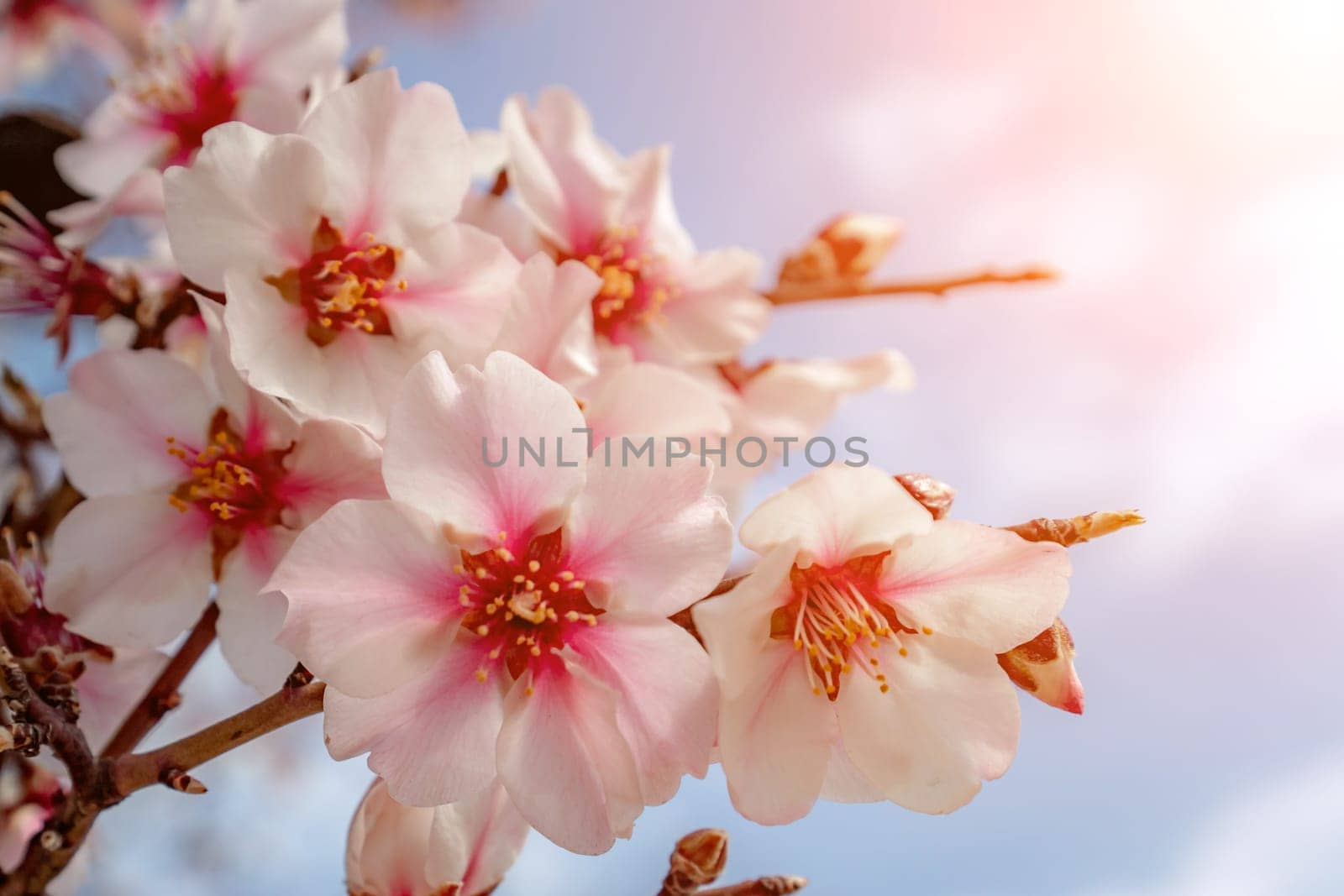 Beautiful almond flower blossom, closeup, blooming springtime ba by Matiunina