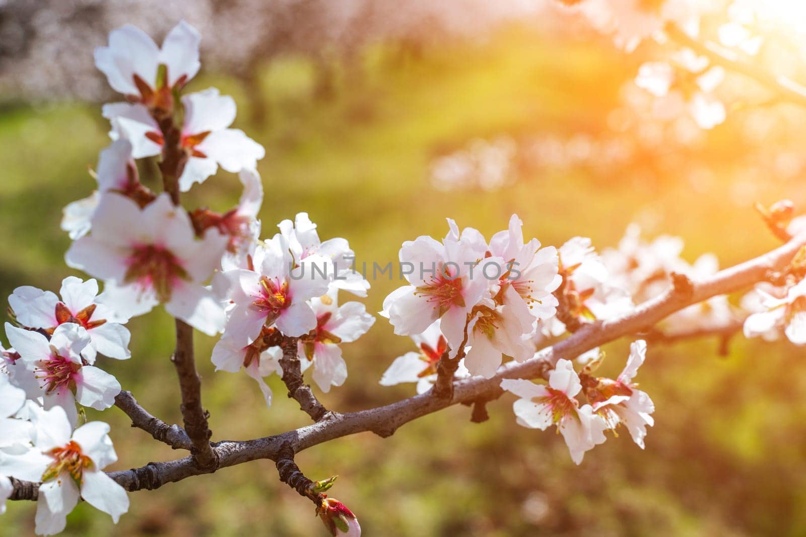 Beautiful almond blossoms on the almont tree branch. by Matiunina