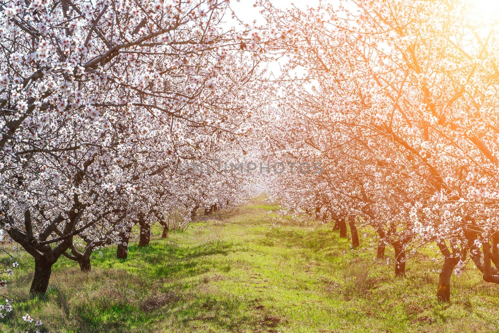 Orchard of White Almond Blossoms Against Blue Spring Sky.