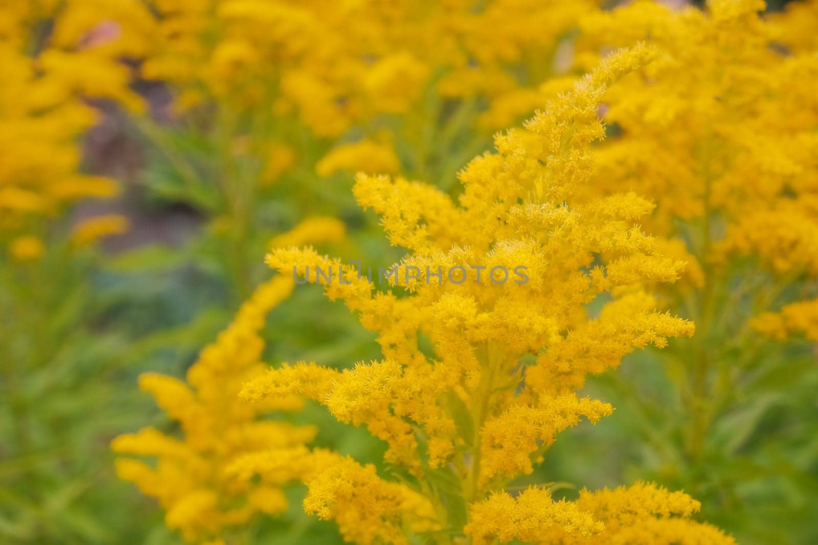 Canada goldenrod, rag weed, ragweed, golden rod or solidago canadensis flowers in summer garden