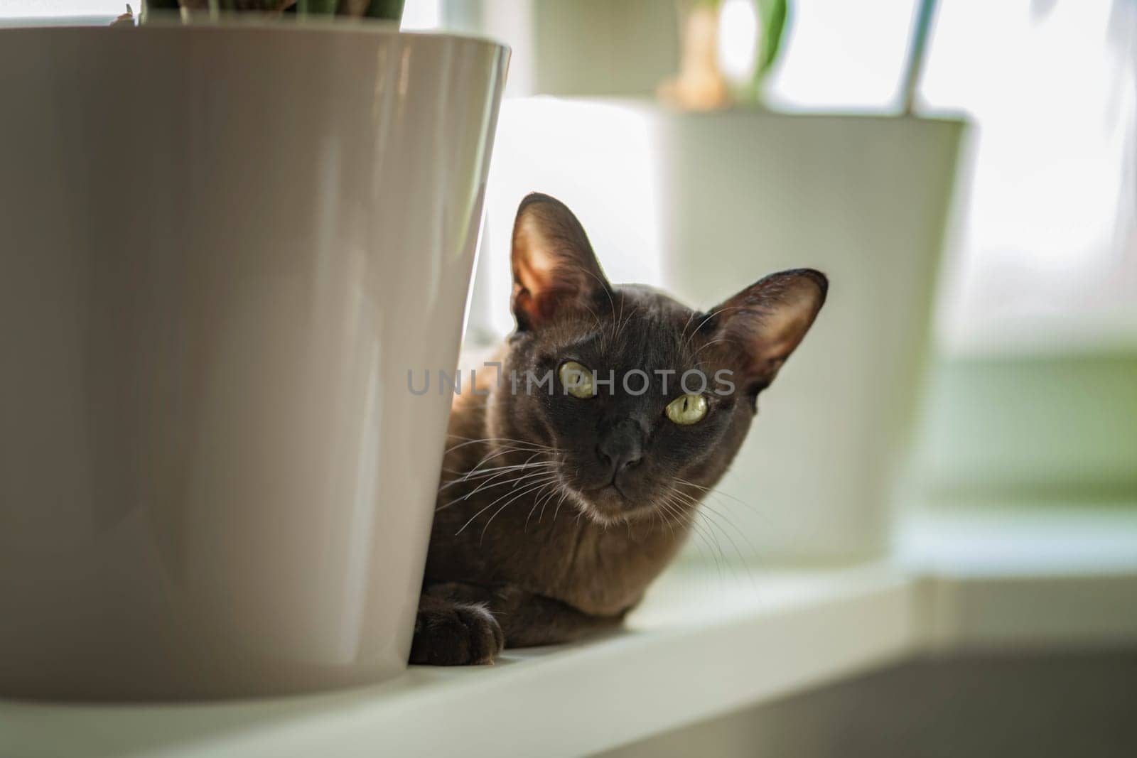 Burmese cat close-up at home. Portrait of a beautiful young brown cat sitting on the window. Animals at home.