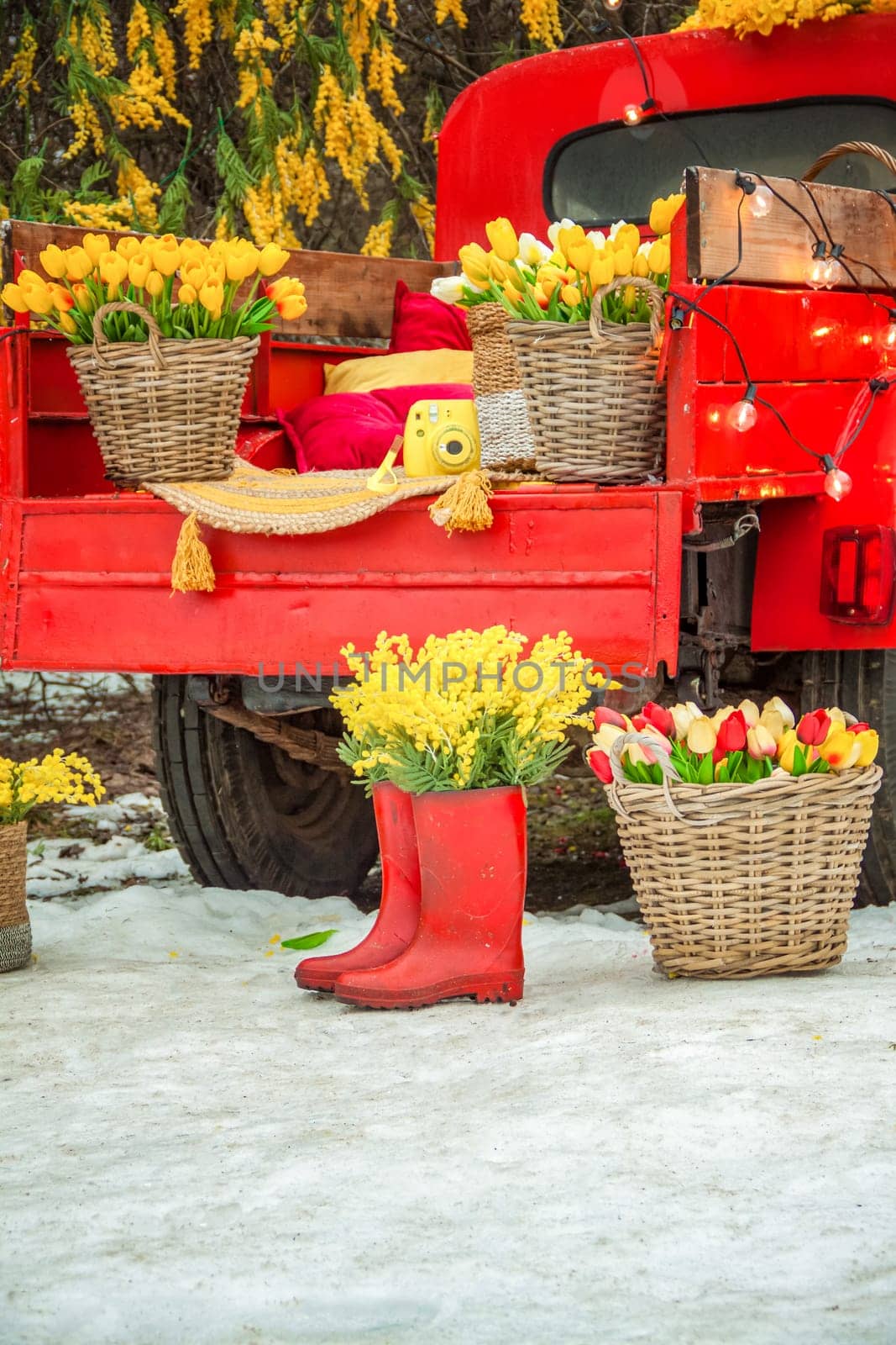 Wicker basket with beautiful flowers. Tulips, mimosas. A bright red truck brought a lot of flowers.  Floral background.