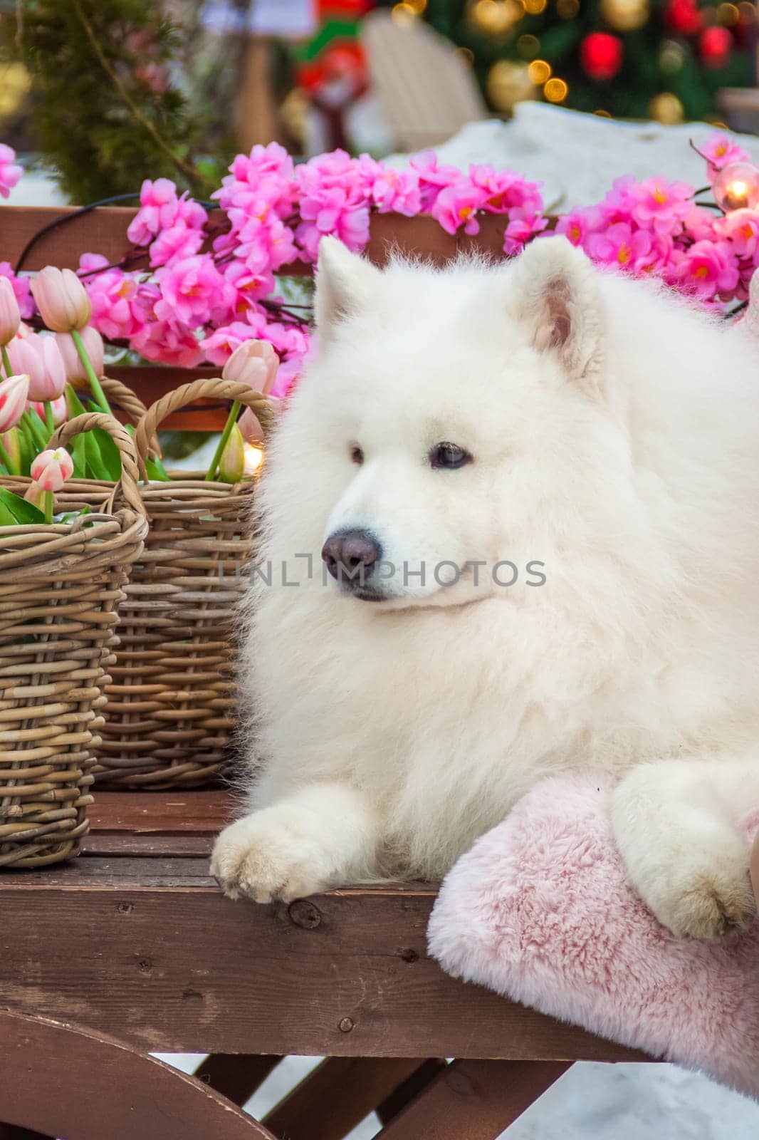 Samoyed dog, white husky, funny fluffy Samoyed dog lies among the spring flowers. Sociable animal, human friend