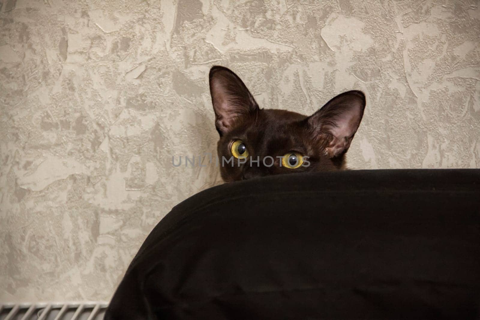 Burmese cat close-up at home.  Hiding and peeking out from behind the shelter. Portrait of a young beautiful brown cat. Animals at home.