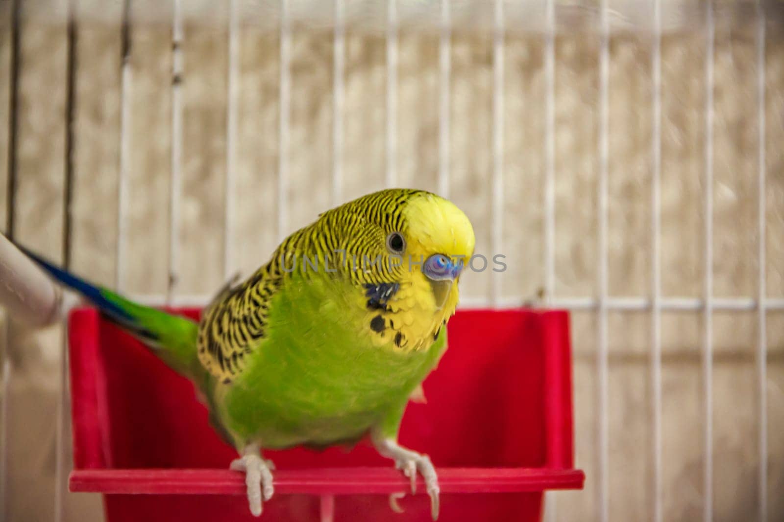 A beautiful yellow budgie is sitting on its feeder in a cage. Tropical birds at home. Feathered pets at home.