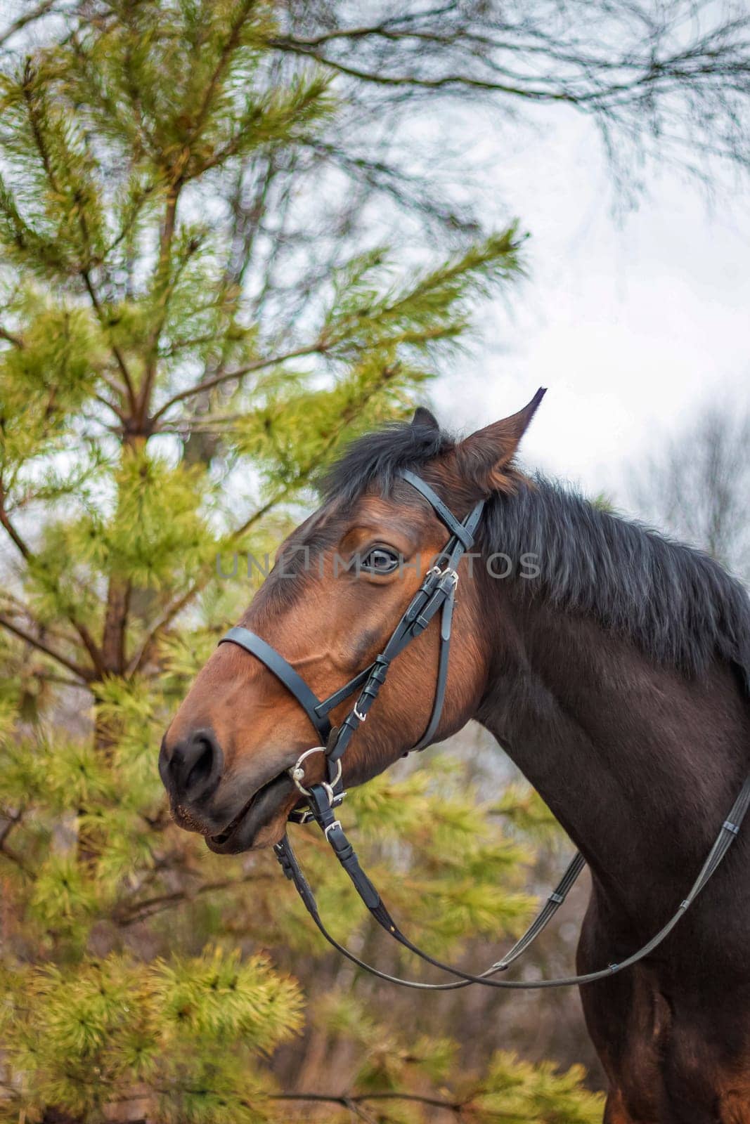 A horse of a standard breed of dark brown color, four-legged animals used for harness racing, a breed of horses for trotting, a close-up portrait. greenery in the background.