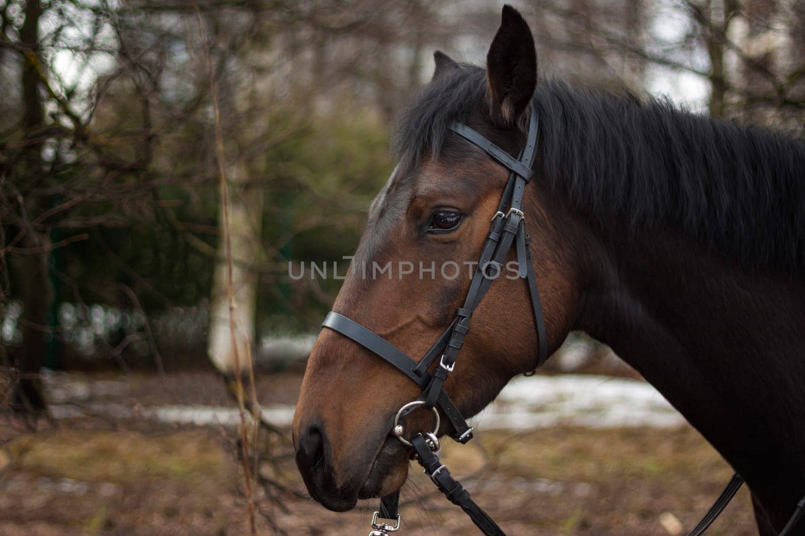 A horse of a standard breed of dark brown color, four-legged animals used for harness racing, a breed of horses for trotting, a close-up portrait. by Alina_Lebed