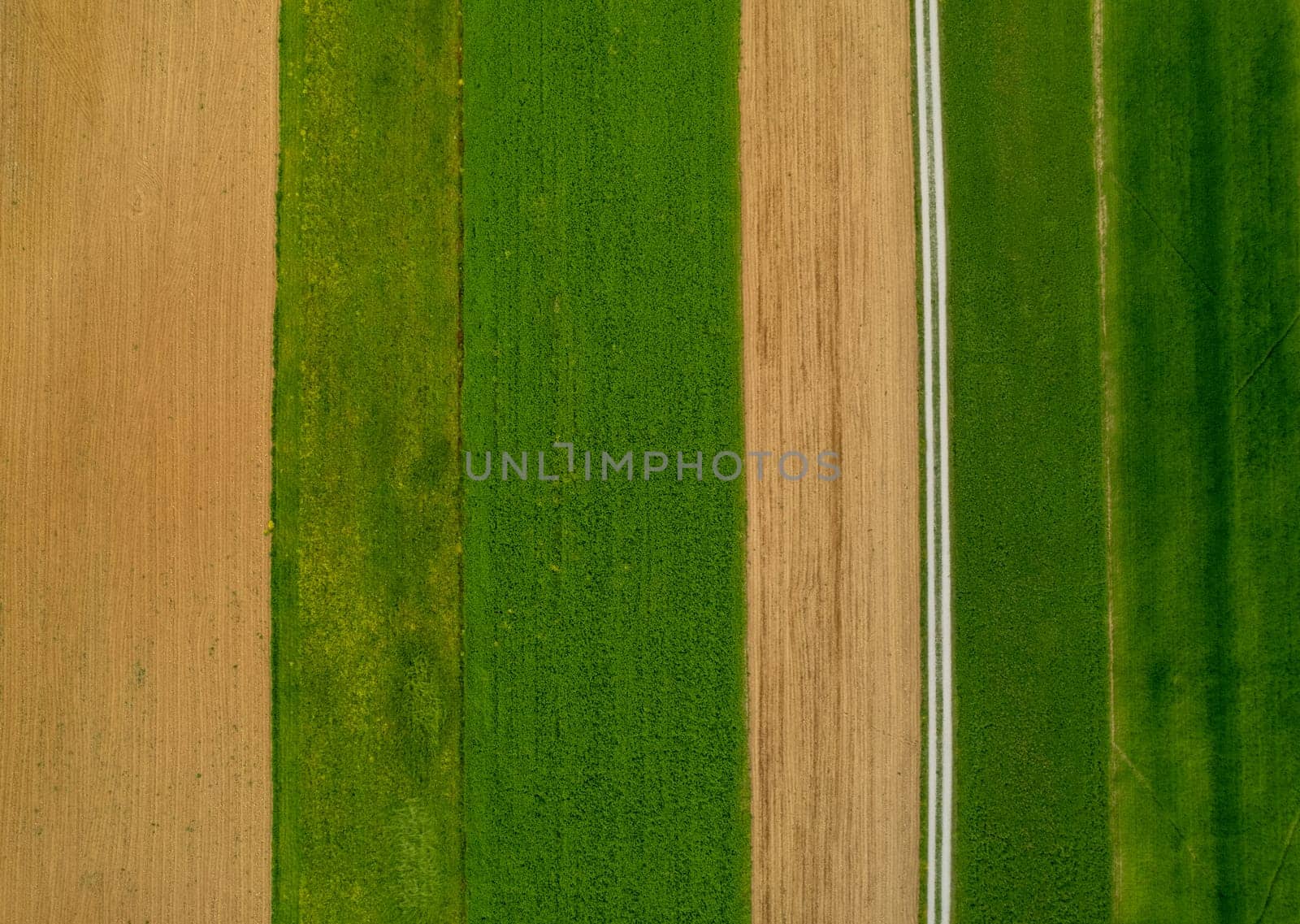 Aerial drone shot green agriculture alfalfa hay crop close up. Seasonal hay alfalfa and grain crop growing prepared field.