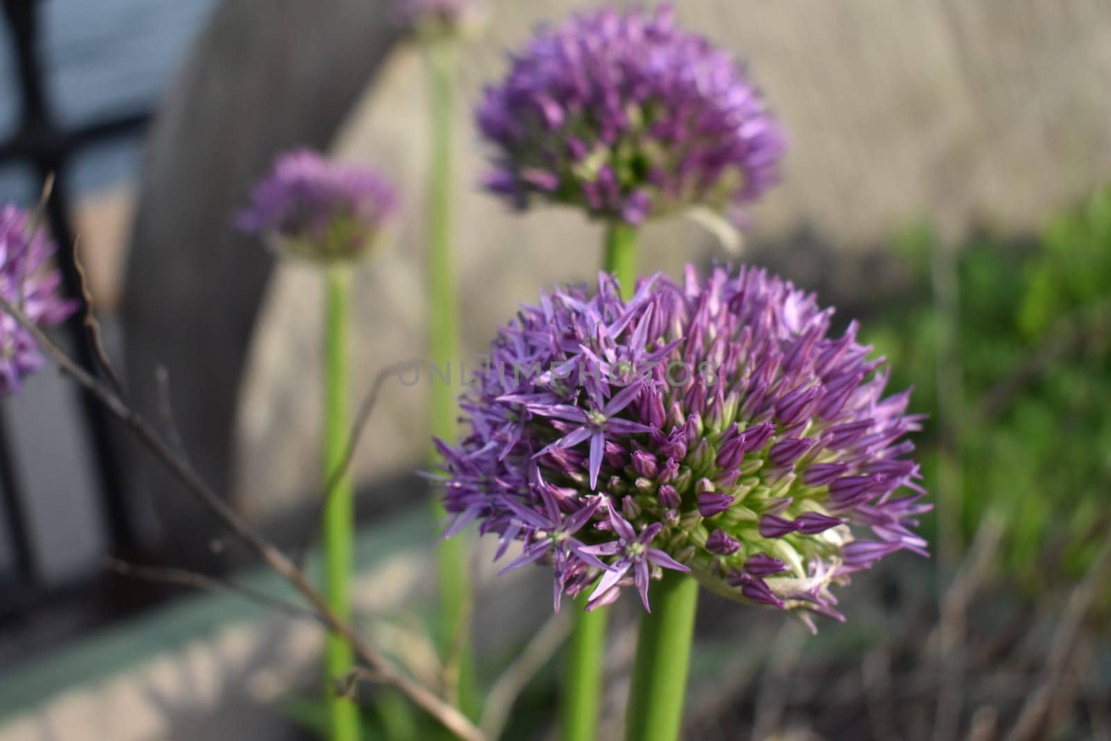 Giant Ornamental Onion Purple Flower Plant Blooming. High quality photo