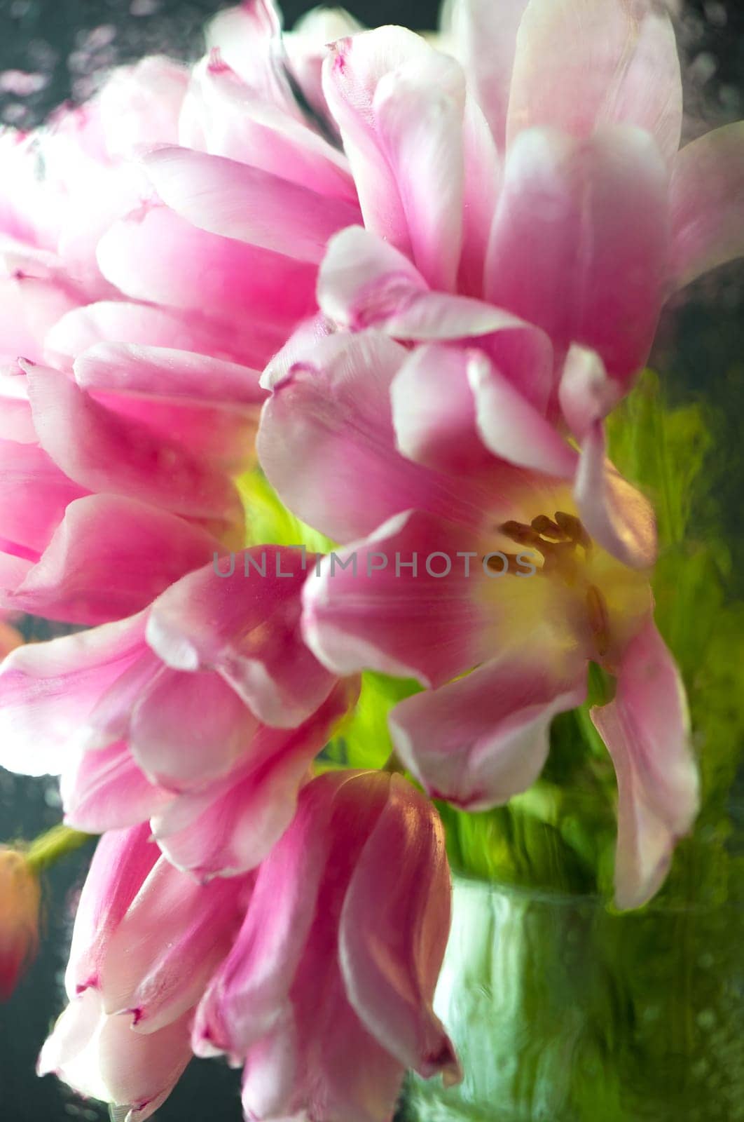 Colorful tulips for Mother's Day or for another holidays, anniversary, birthday on marble background through raindrops on glass, window. Beautiful spring flowers.Selective focus. by aprilphoto