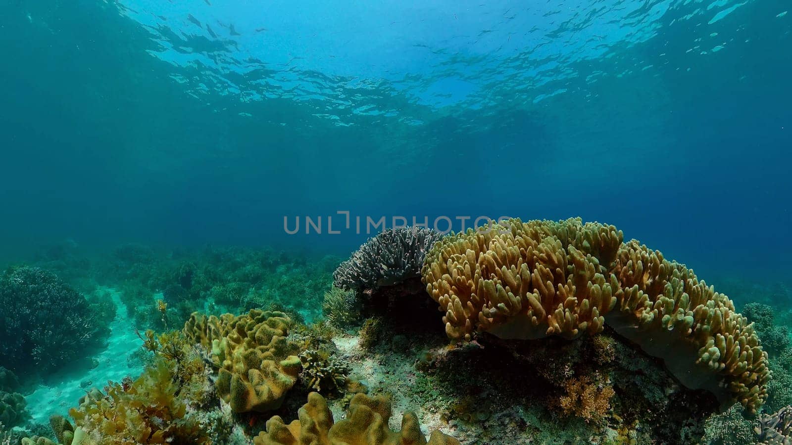 Underwater Colorful Tropical Fishes. wonderful and beautiful underwater colorful fishes and corals in the tropical reef. Philippines.
