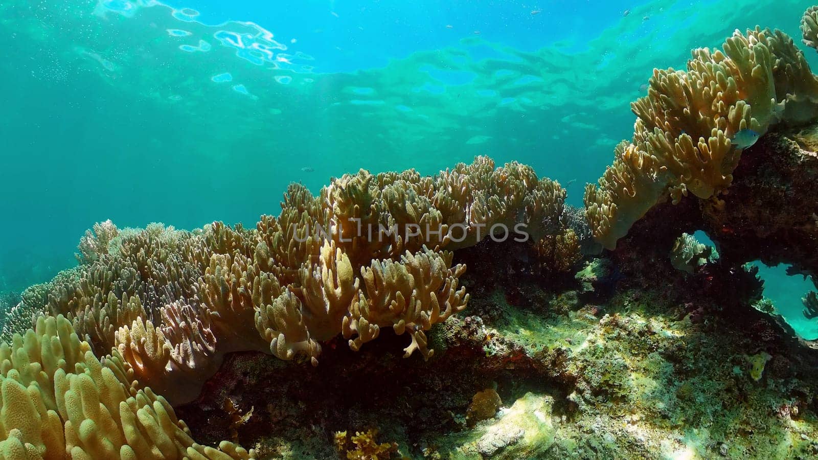 Beautiful underwater landscape with tropical fish and corals. Philippines.