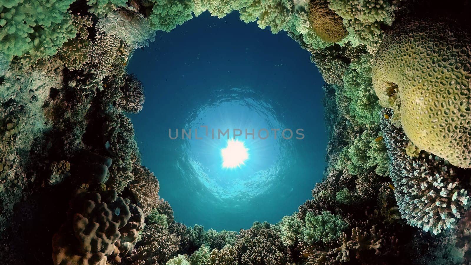 The underwater world of coral reef with fishes at diving. Coral garden under water. Philippines.