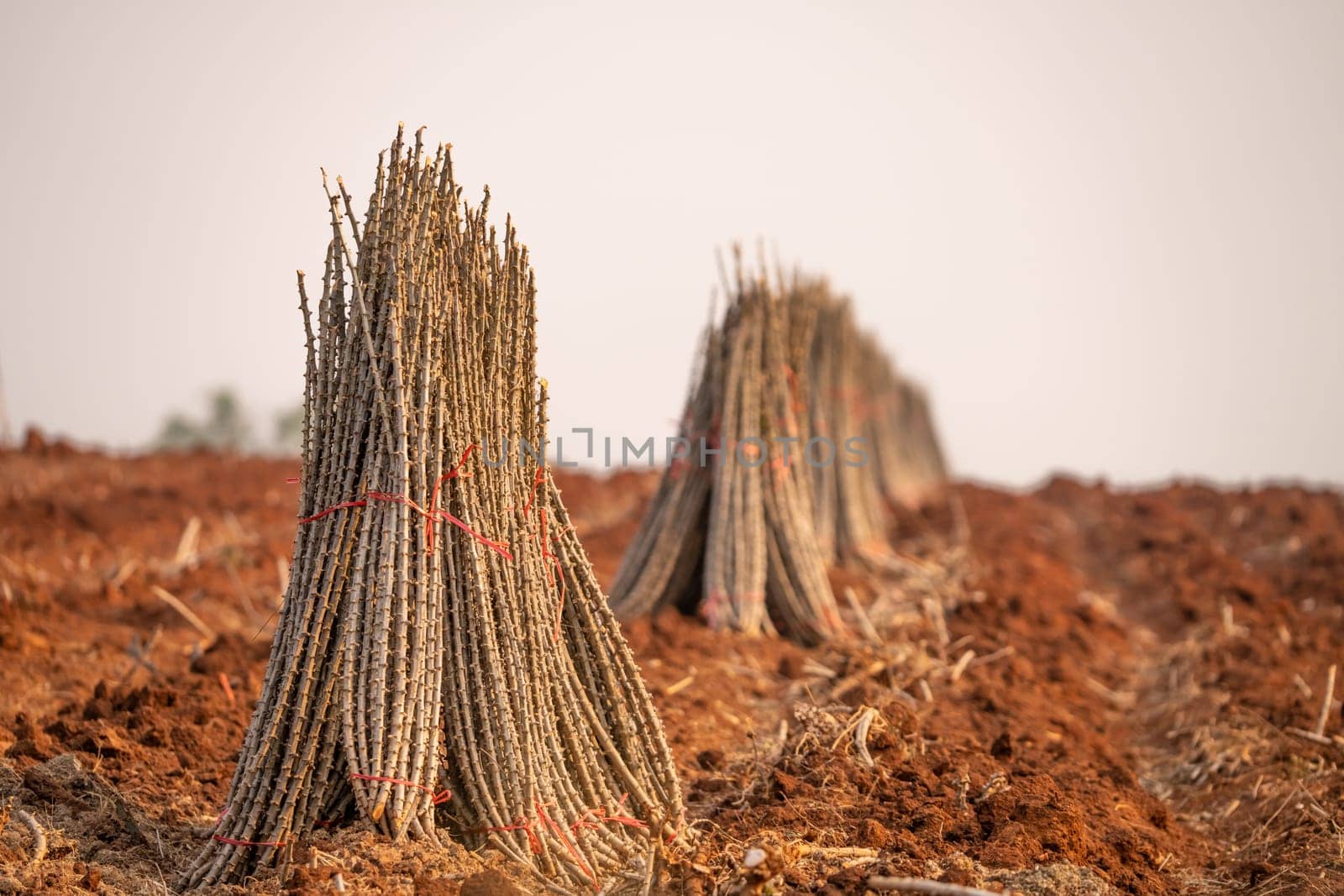 Cassava farm. Manioc or tapioca plant field. Bundle of cassava trees in cassava farm. The plowed field for planting crops. Sustainable farming. Agriculture in developing countries. Staple food crop.