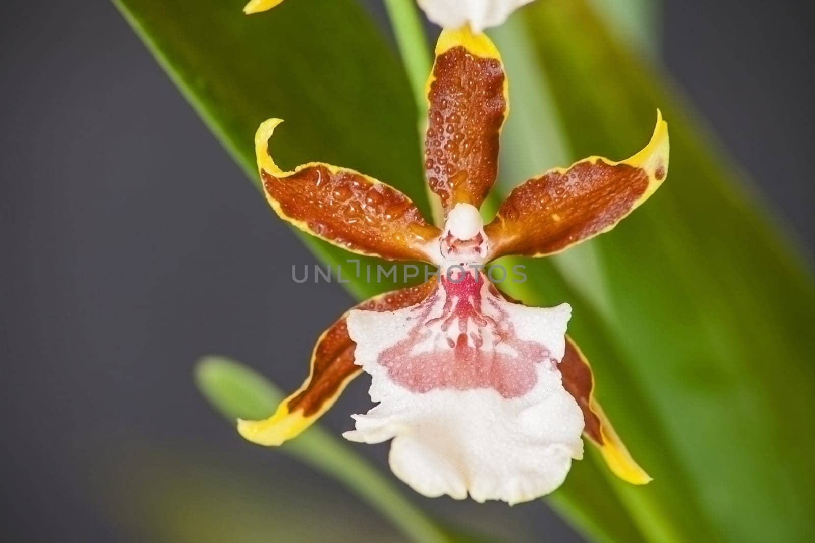 A macro image of the flower of the Dancing Lady, a member of the Onicidium Orchid family
