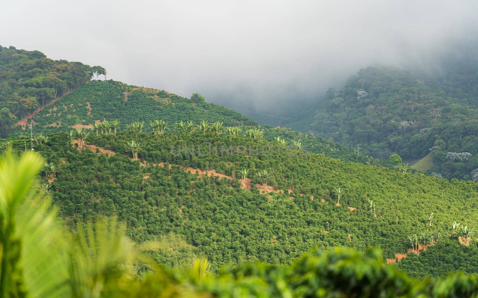 Rows of coffee plantations covered by heavy mist, nestled in the mountain, an ideal destiny for coffee lovers.
