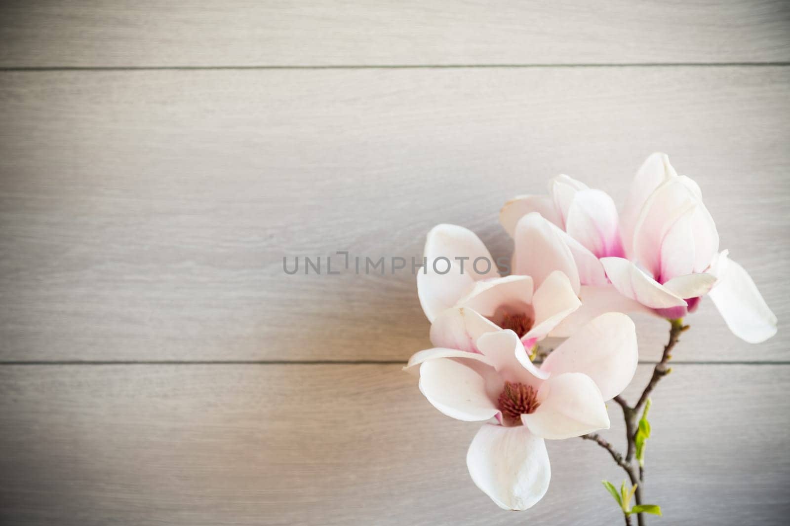 Branch with blooming pink Magnolia flowers on blurred wooden background