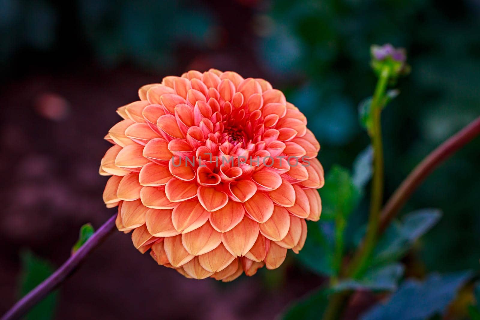 Closeup of dahlia flower in full bloom in the garden.