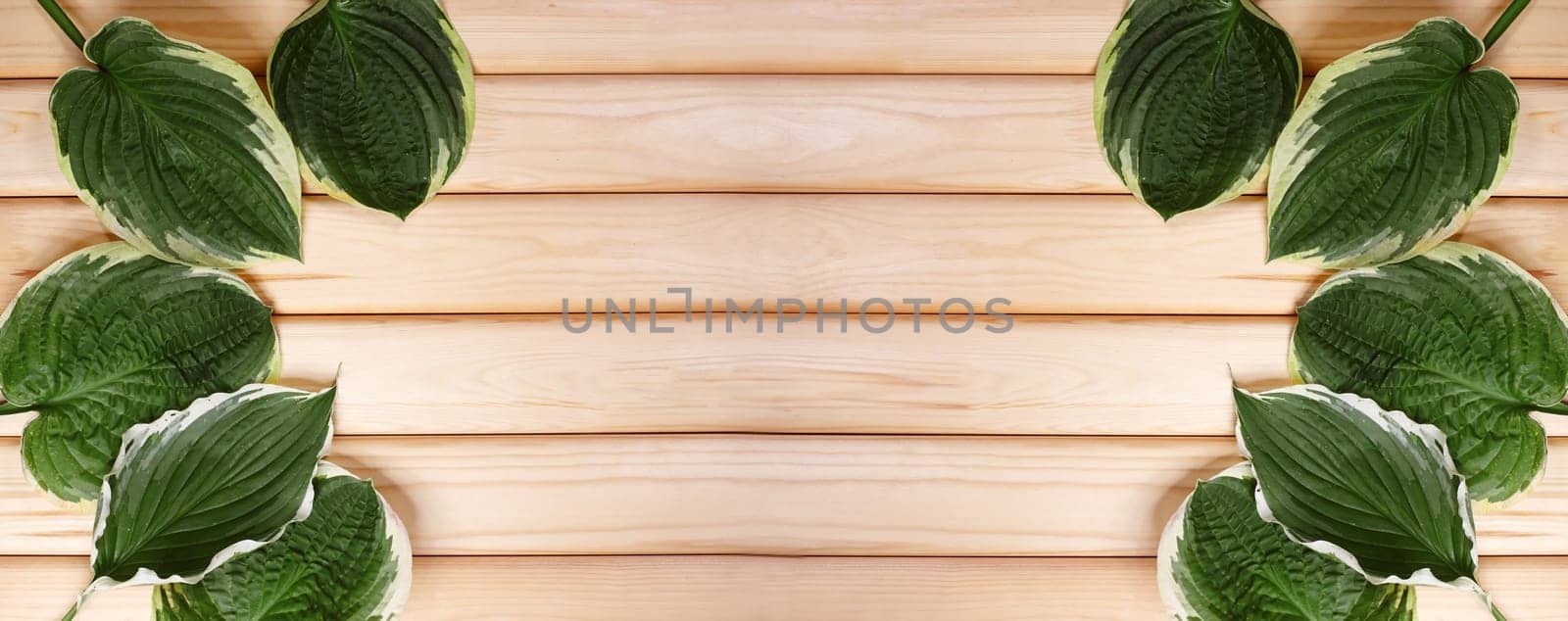 Beautiful Layout Made of Tropical Green Leaves and Wooden Background For Copy Space. Minimal Natural Flat Background