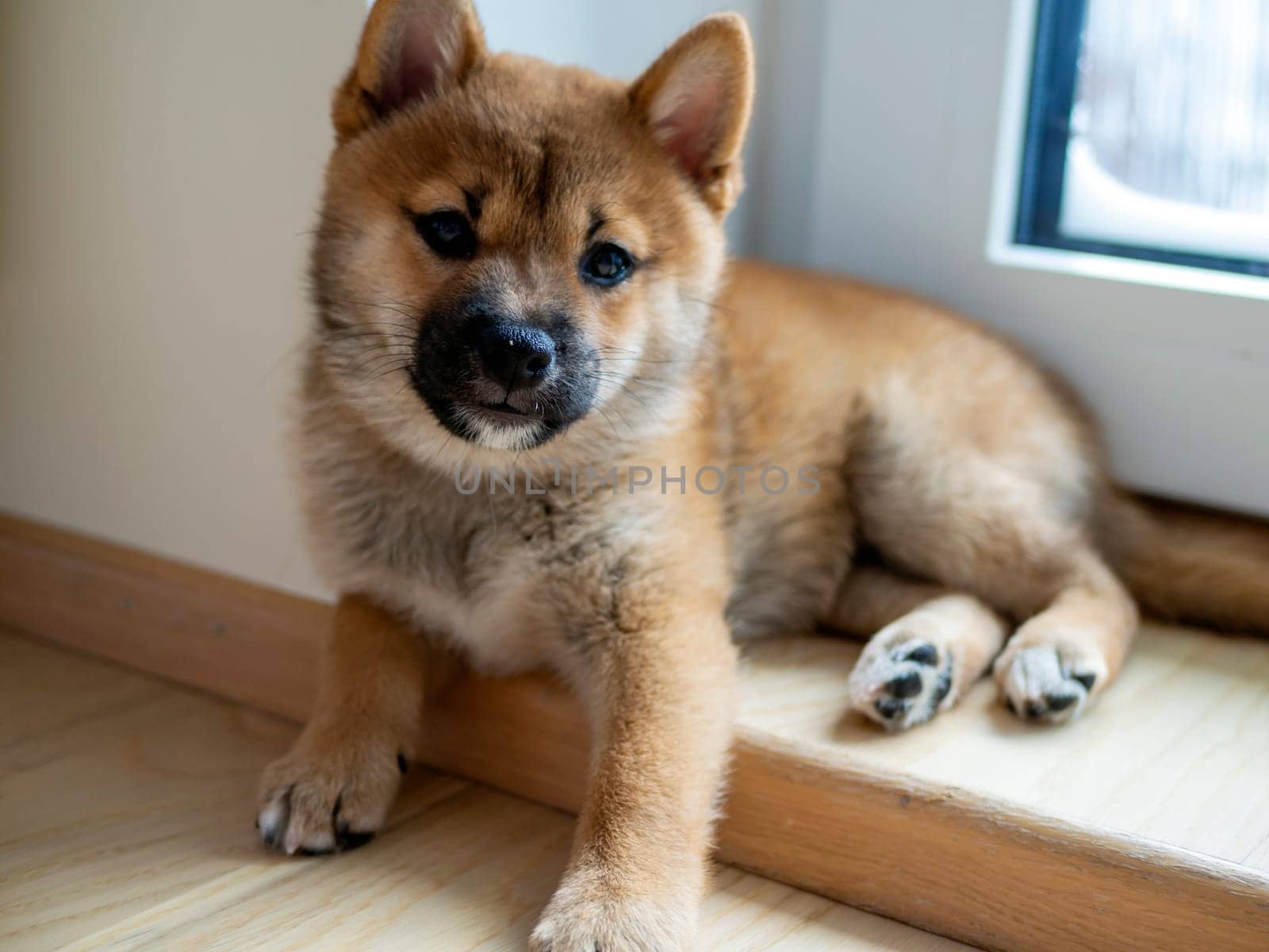 Portrait of cute Shiba Inu small dog, puppy, Close up. Dogecoin. Red-haired Japanese dog smile portrait. Illuminating color, cryptocurrency, electronic money. High quality photo