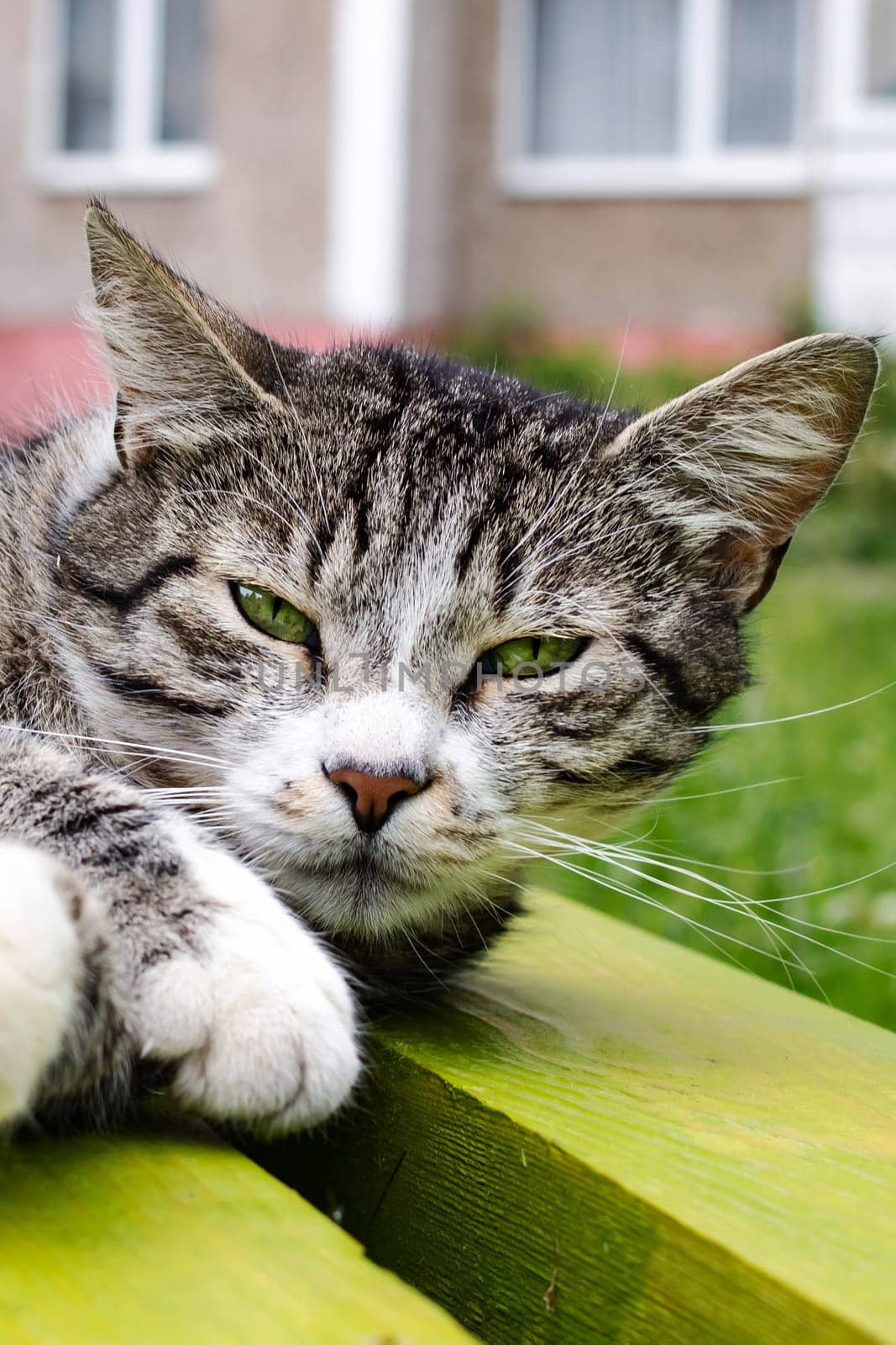 Homeless gray tabby cat sleeping on a bench