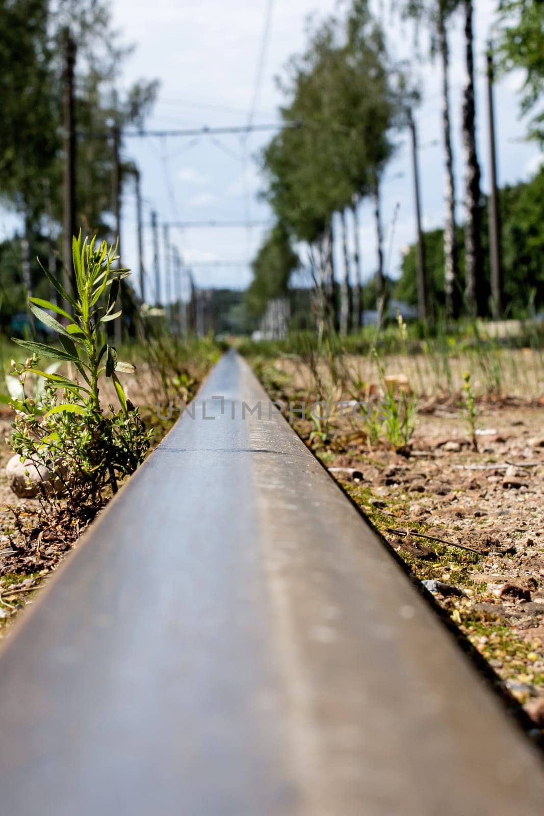 Tram rail among green grass close up, bottom view
