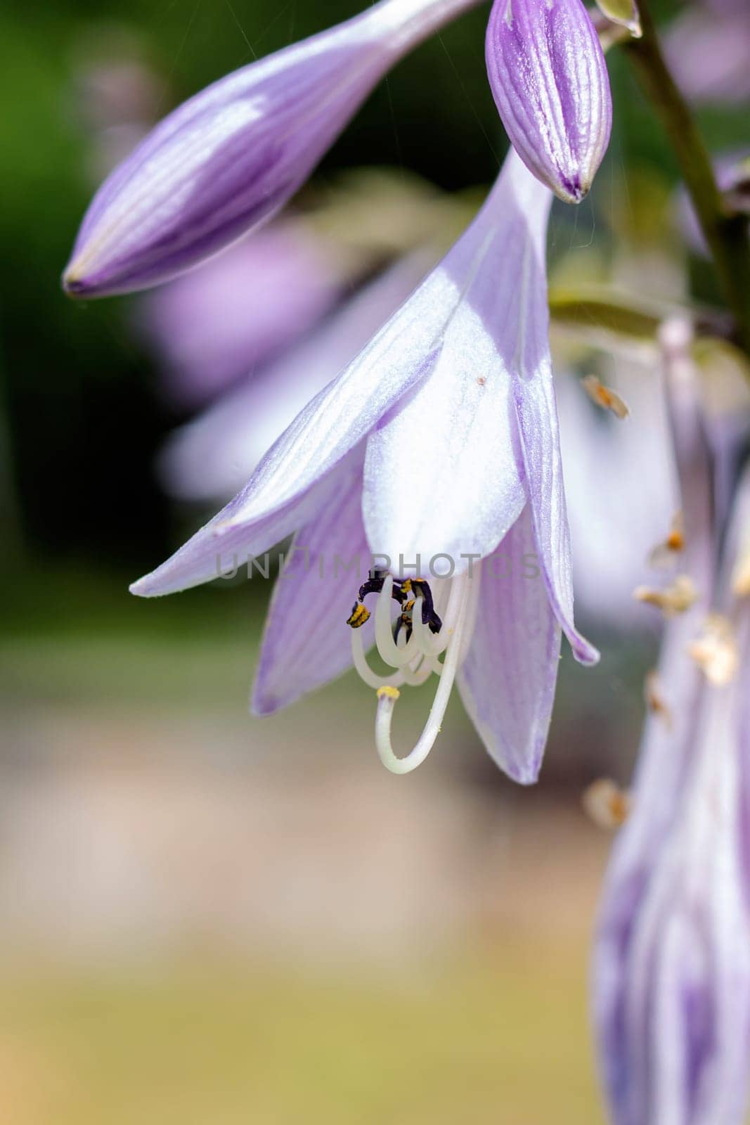 Small purple flowers among green leaves close up