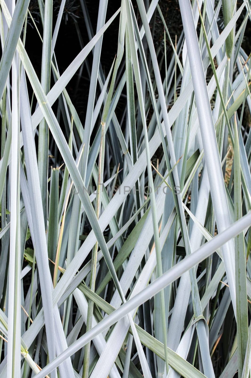 Long thin green blades of grass, background or texture