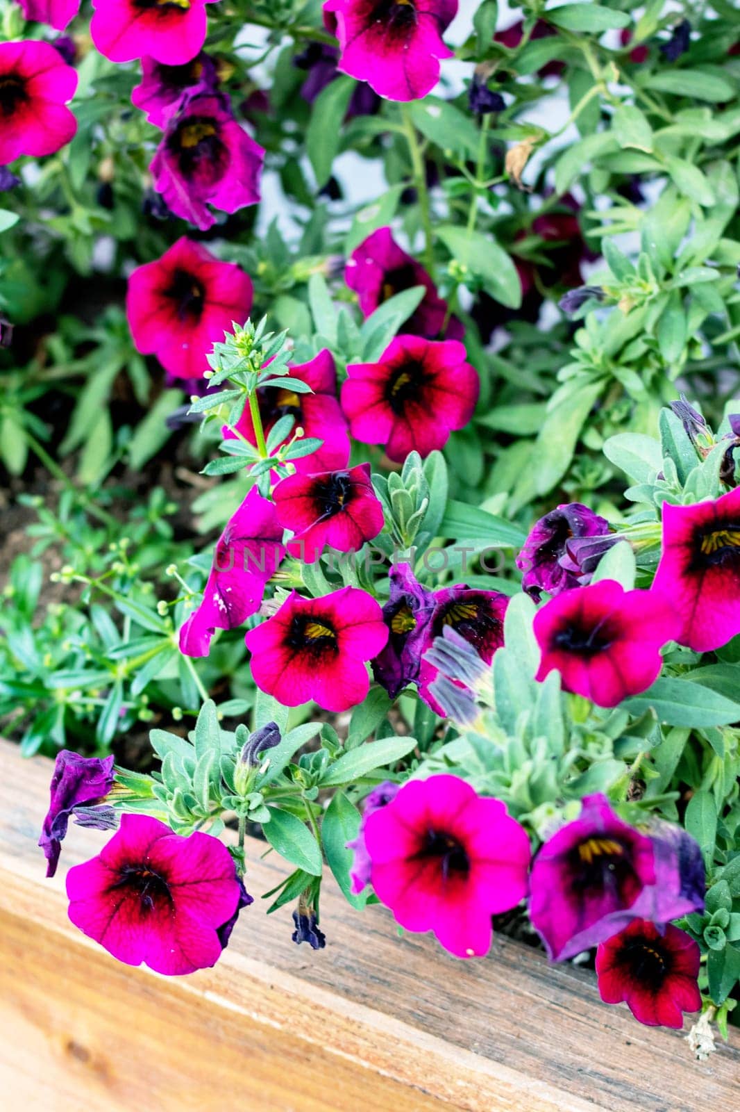 Small purple flowers among green leaves on a wooden flowerbed