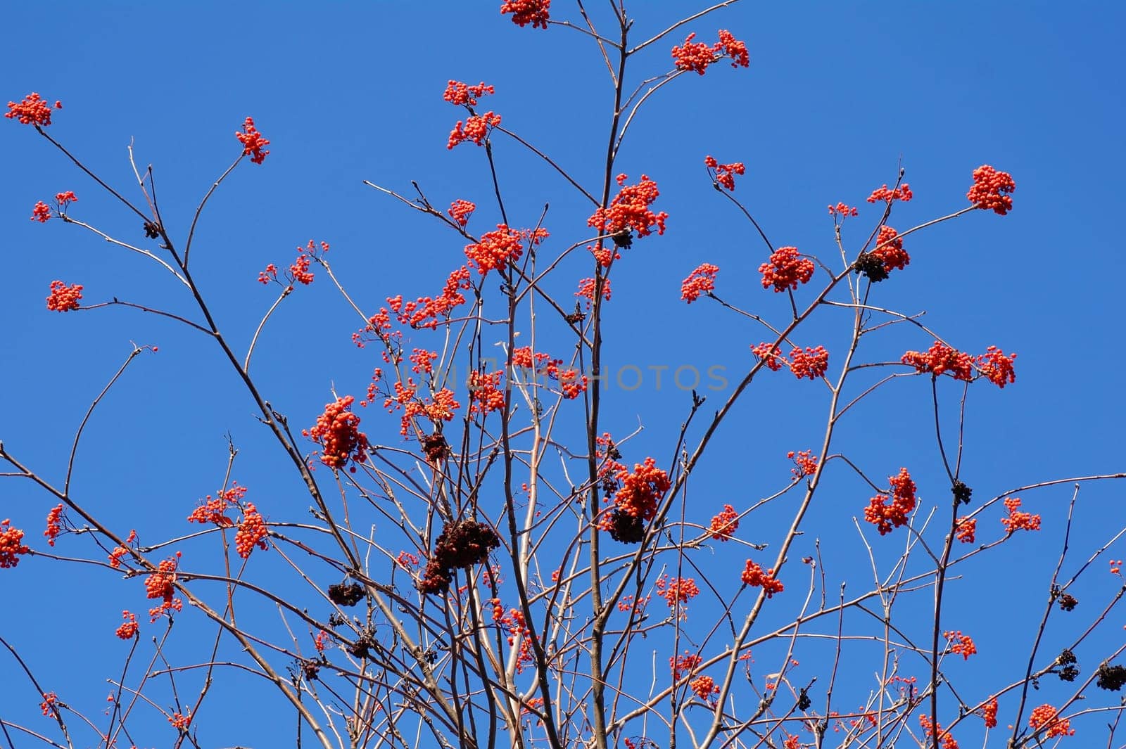 Red bunches of rowan in the blue sky
