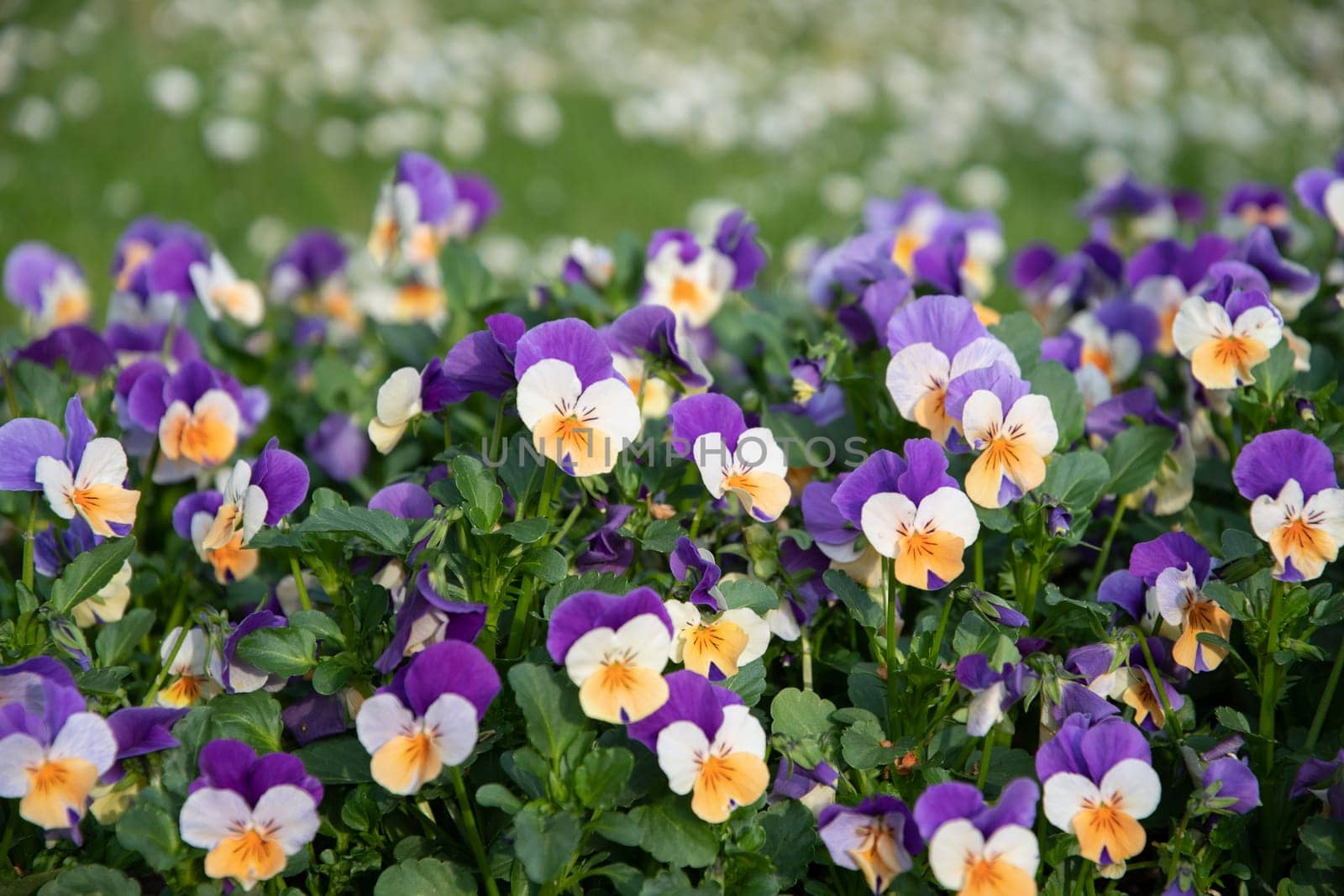 Flower carpet of purple-yellow pansies in a flower bed, spring background, Many bright spring flowers, High quality photo