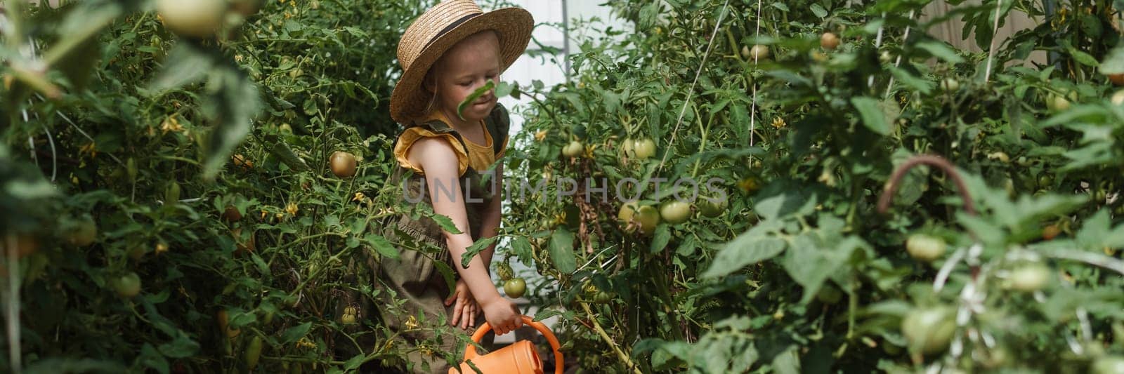 A little girl in a straw hat is picking tomatoes in a greenhouse. Harvest concept