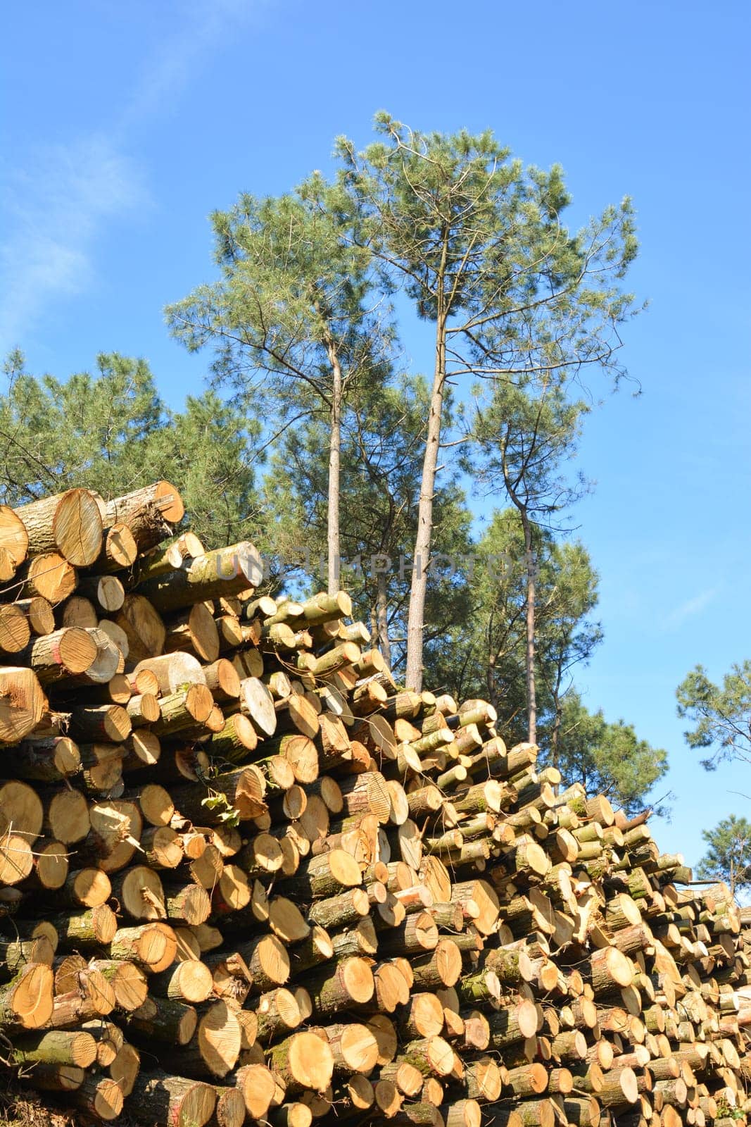 Deforestation environmental problem forest destroyed row of logs
