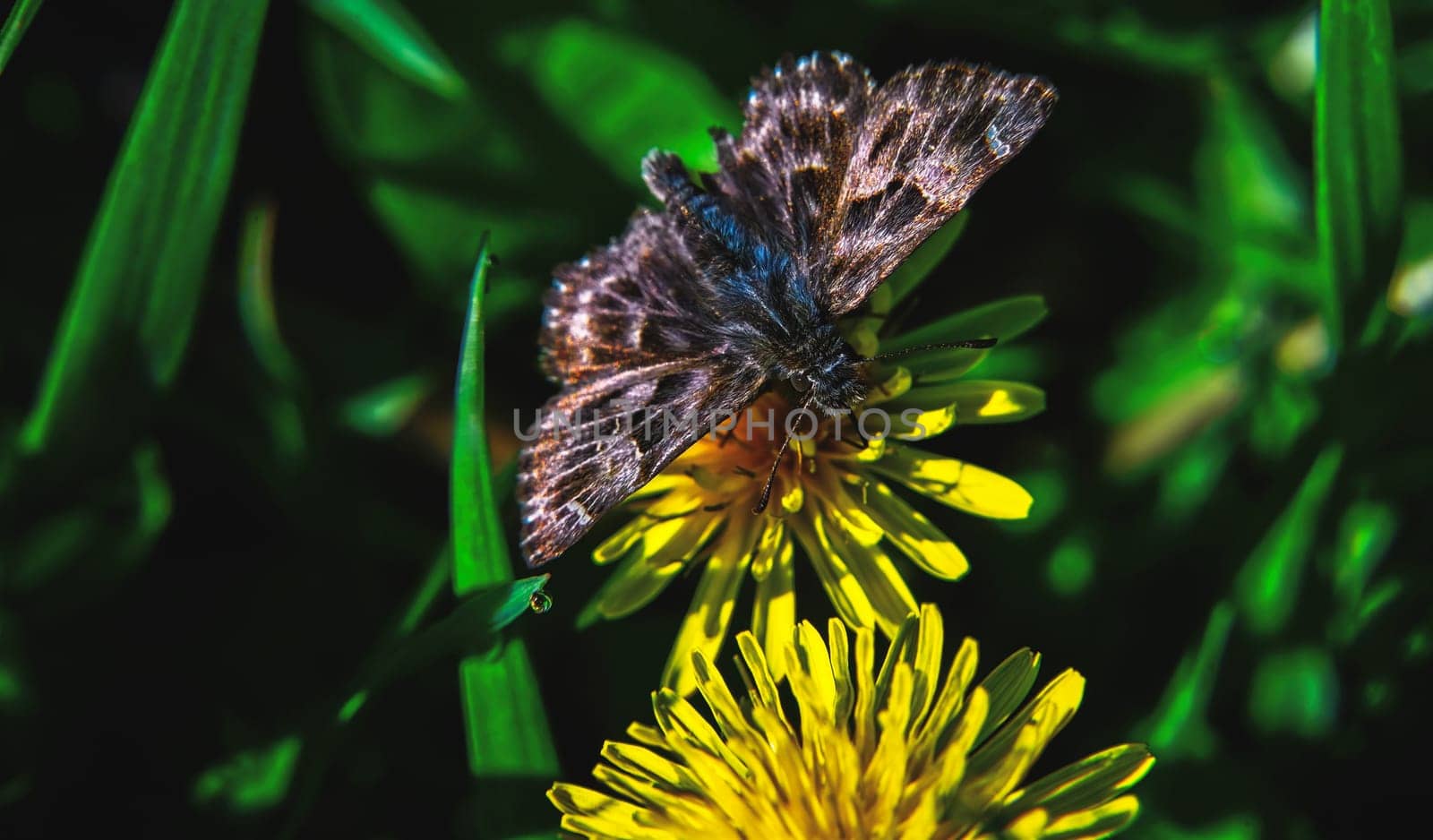 Close up image of a small brown butterfly, with spread wings sitting on yellow dandelion flower growing on a ground