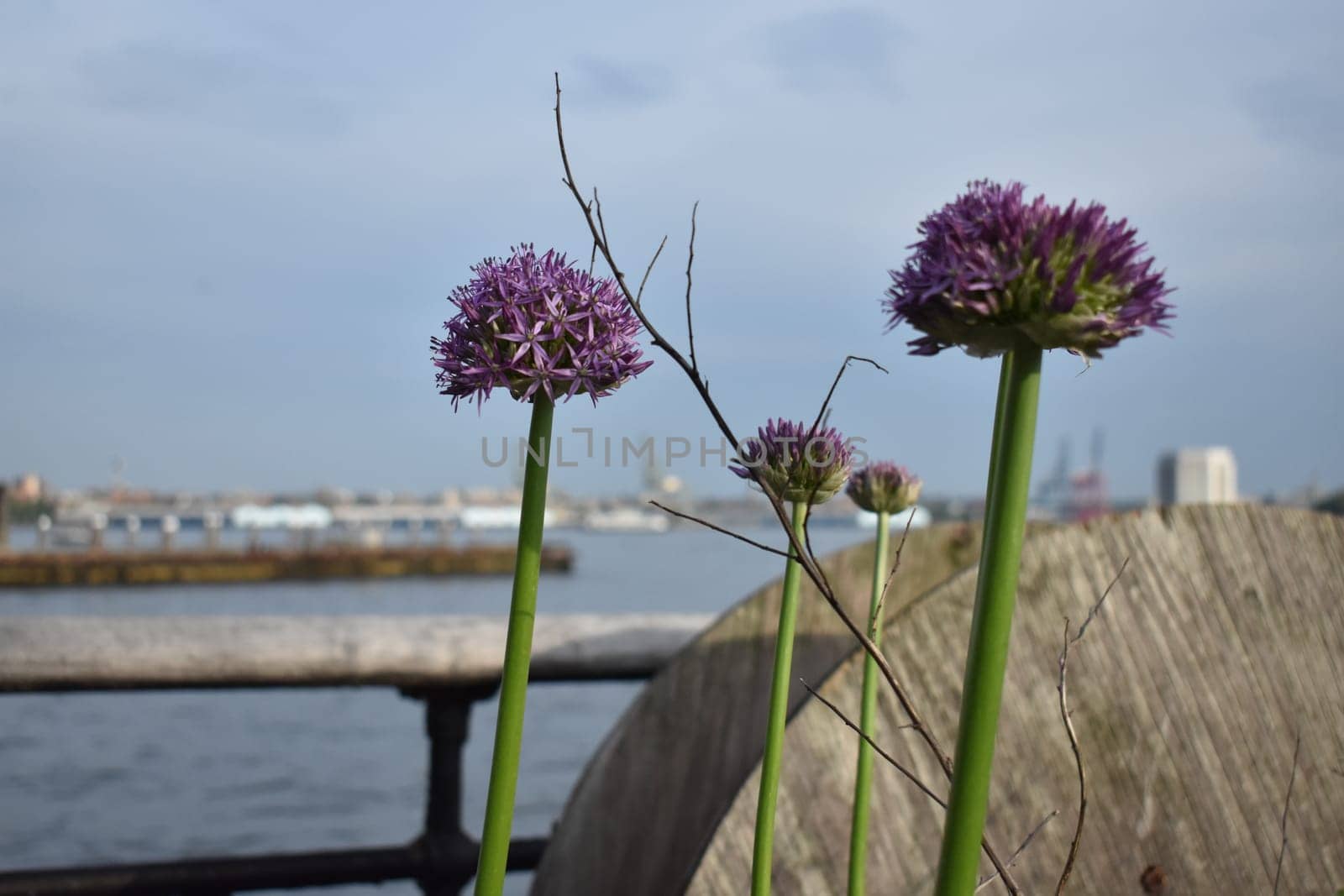 Giant Ornamental Onion Purple Flower Plants Blooming in New York. High quality photo