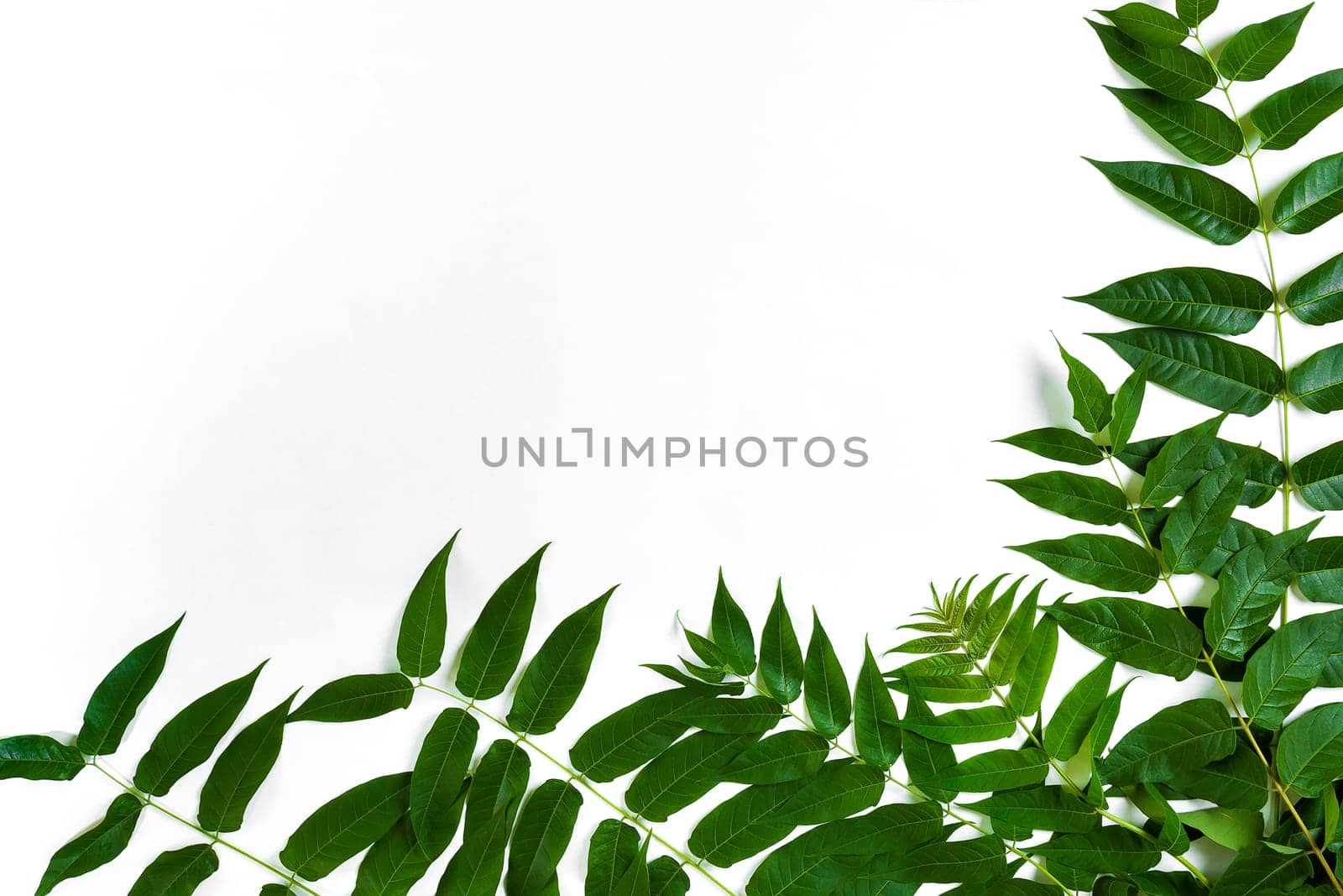 Green leaf branches on white background. flat lay, top view by nazarovsergey