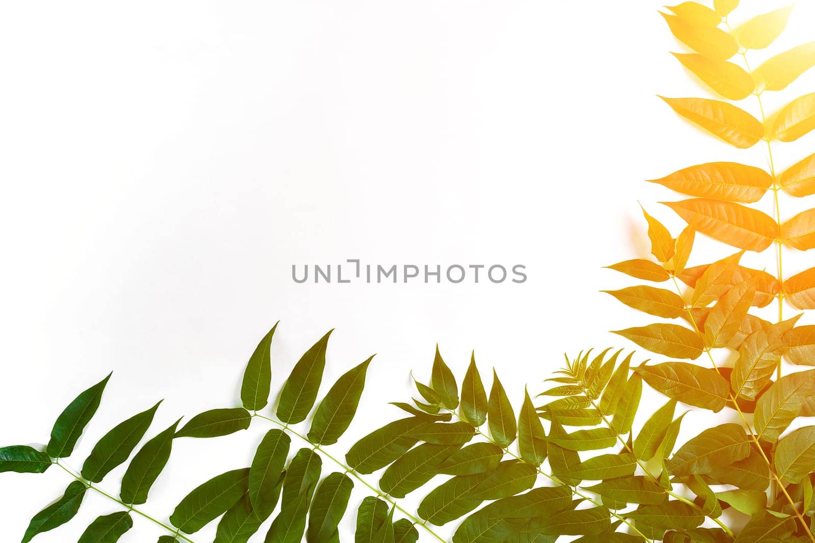 Green leaf branches on white background. flat lay, top view. Copy space. Still life. Sun Flare
