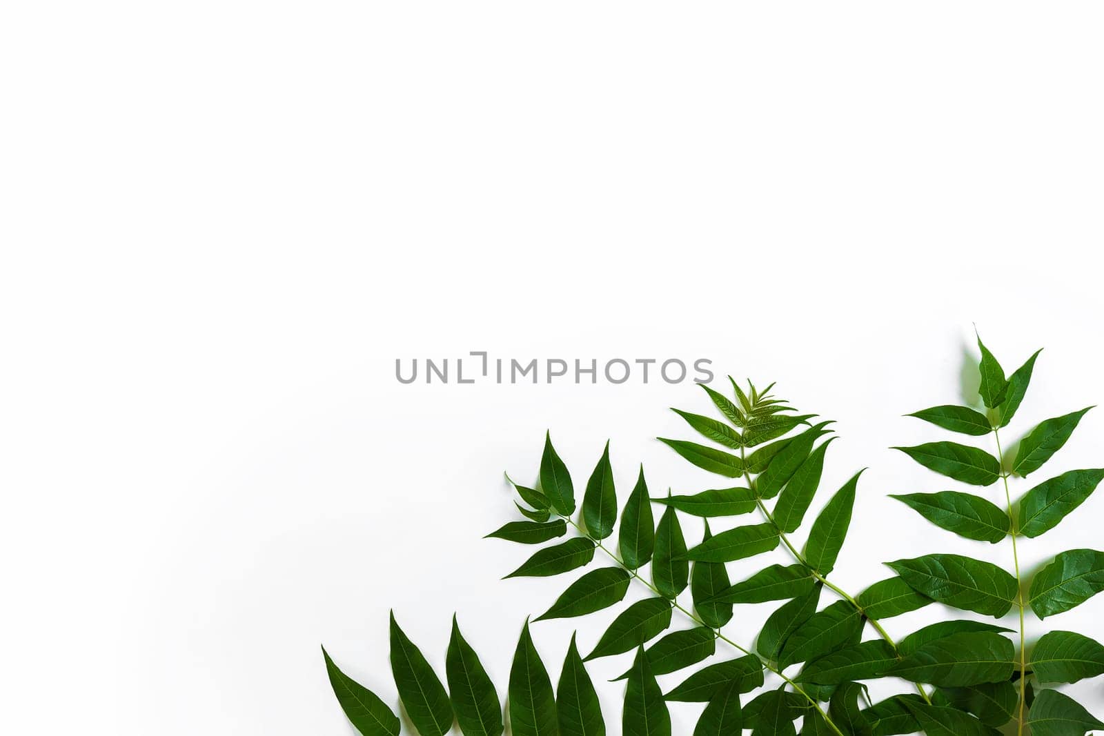 Green leaf branches on white background. flat lay, top view. Copy space. Still life