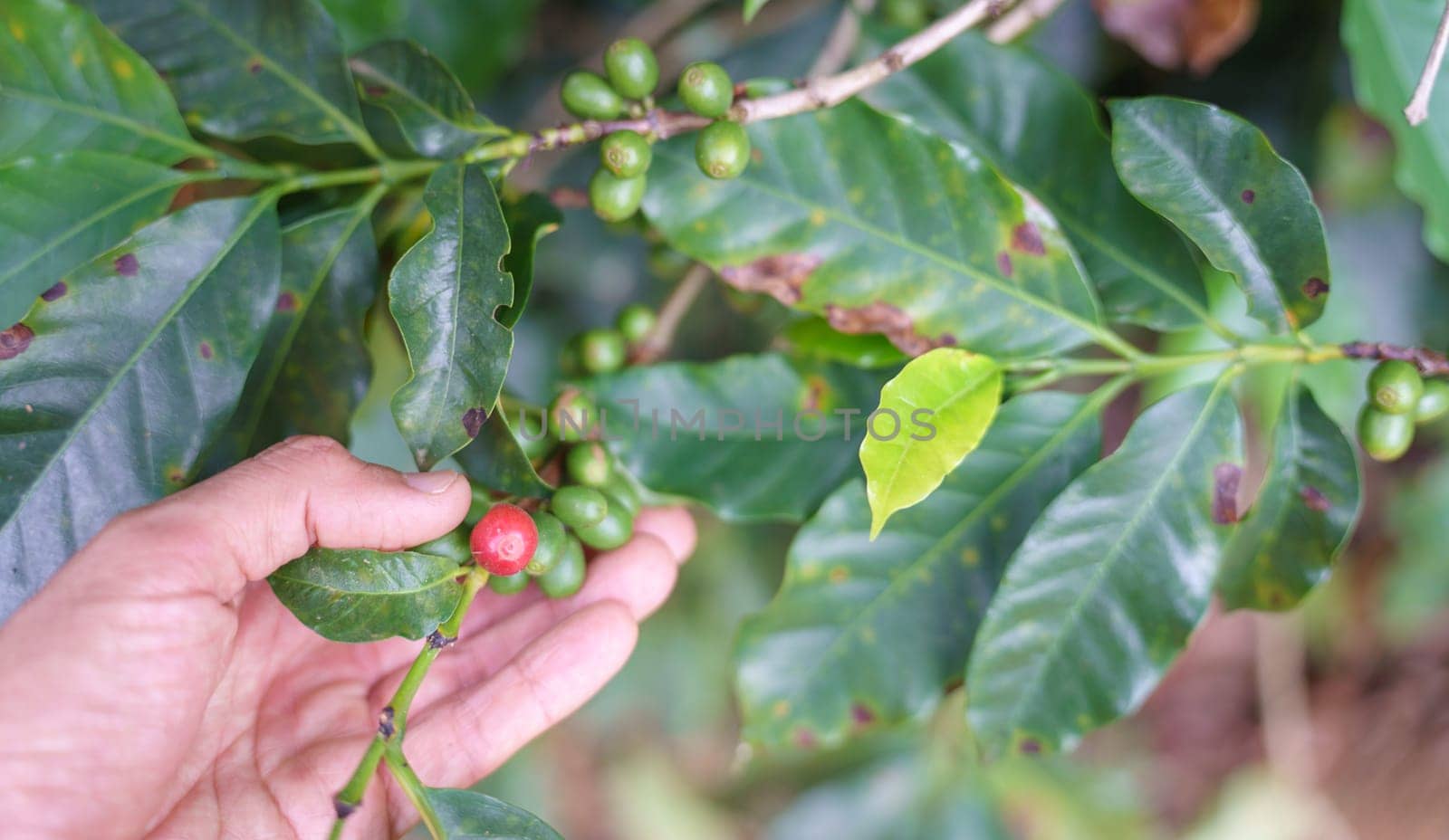 Careful selection of perfectly ripe coffee berries from plant branch with green leaves and a rock in the background