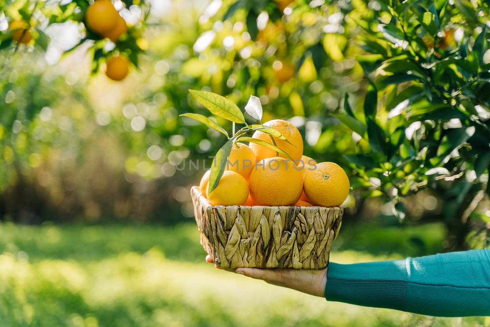 Close-up of woman hands holding wicker basket full of oranges ripe fresh organic vegetables. Summer harvest in orange garden. Background with green oranges tree.