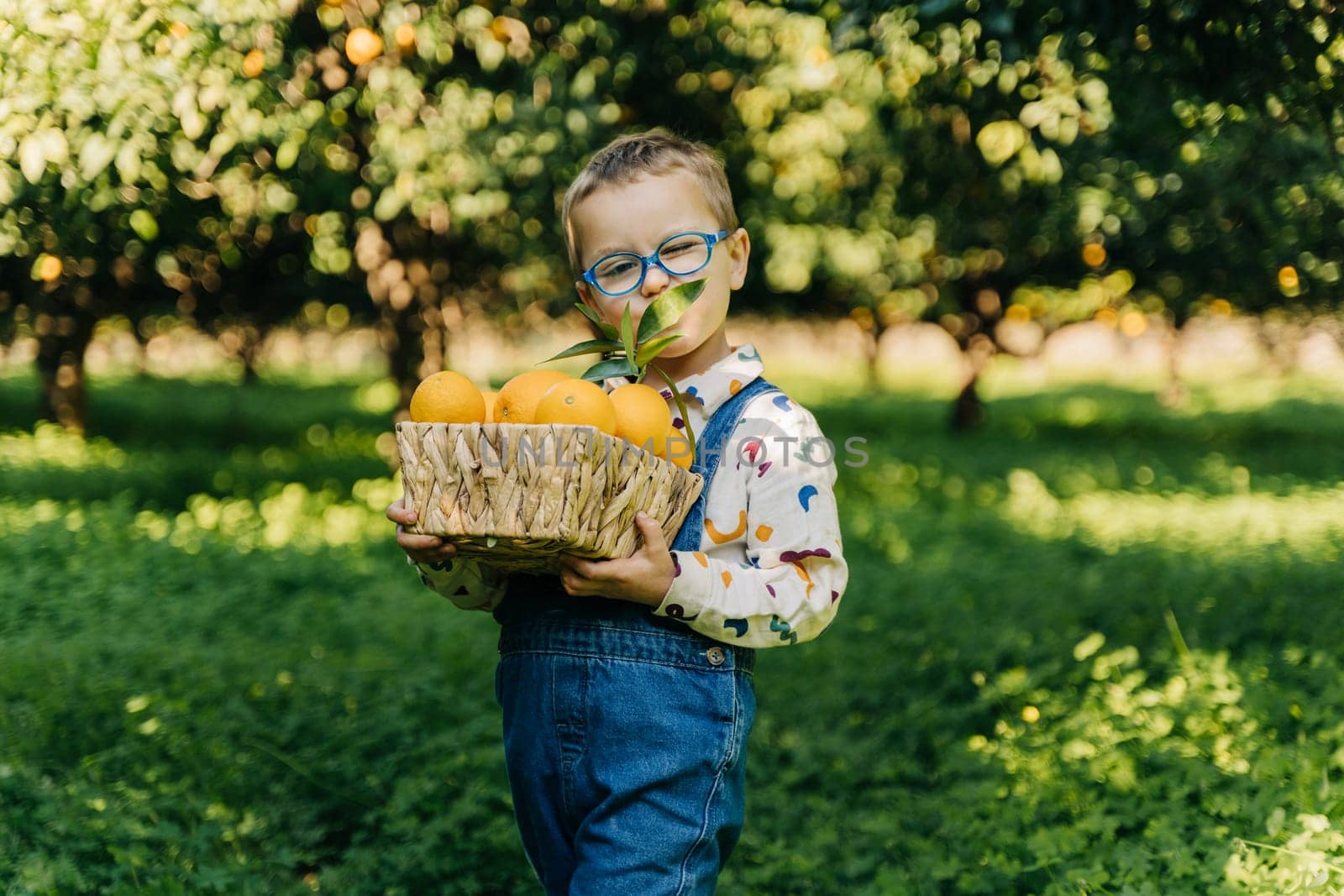Portrait of Cute Little Farmer Boy Holding Wicker Basket full of fresh Organic Oranges. Happy child kid in eyeglasses harvest vegetable fruit in green orange garden outdoors with trees on background.