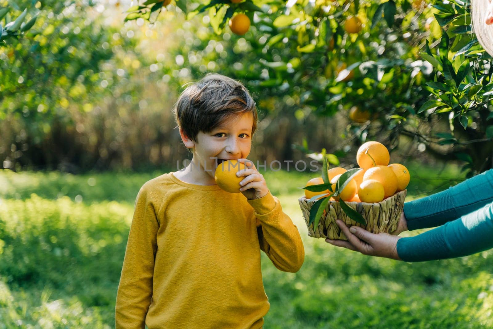 School boy kid child in yellow sweatshirt eating ripe organic juicy orange from wicker basket full of citruses that a woman mother mom holds. Family sharing oranges in the orchard garden orangery. by Ostanina